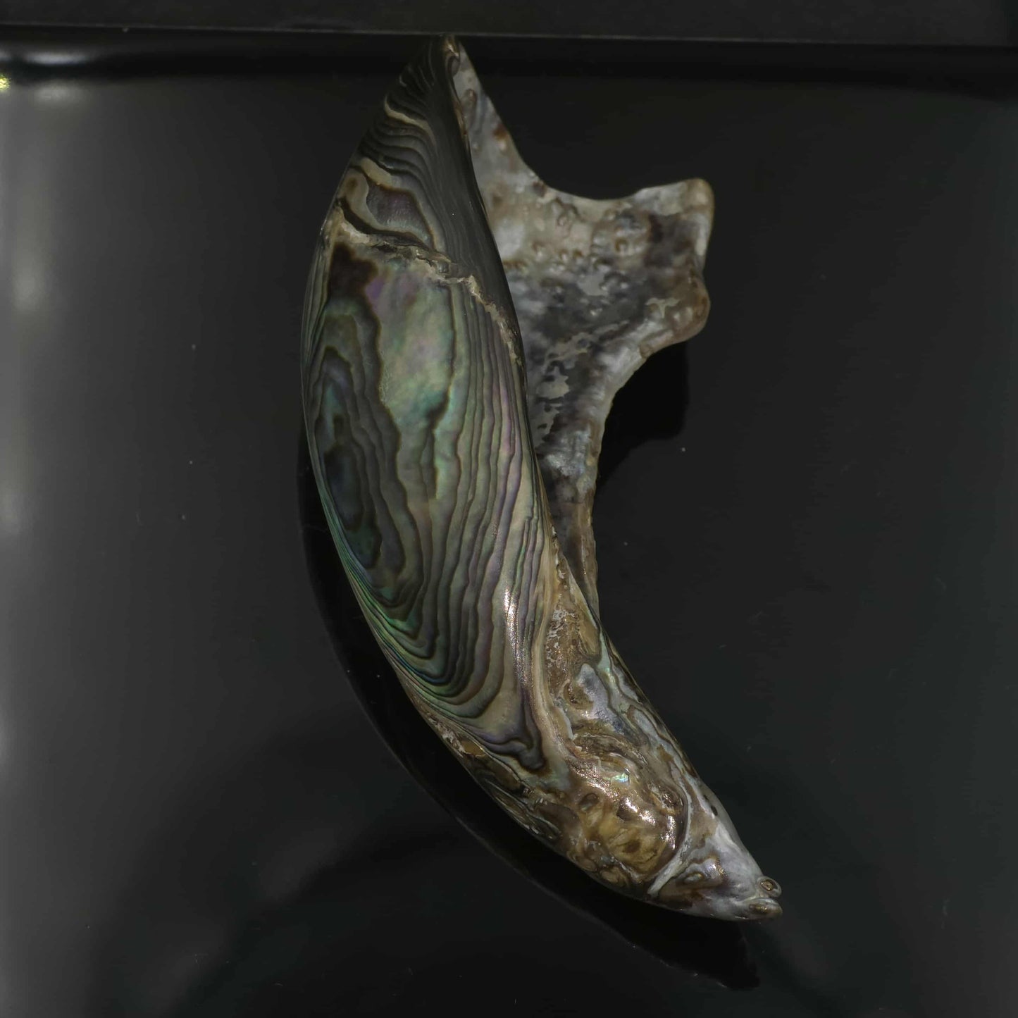 Wild Pāua Pearl Mabē (Solid).