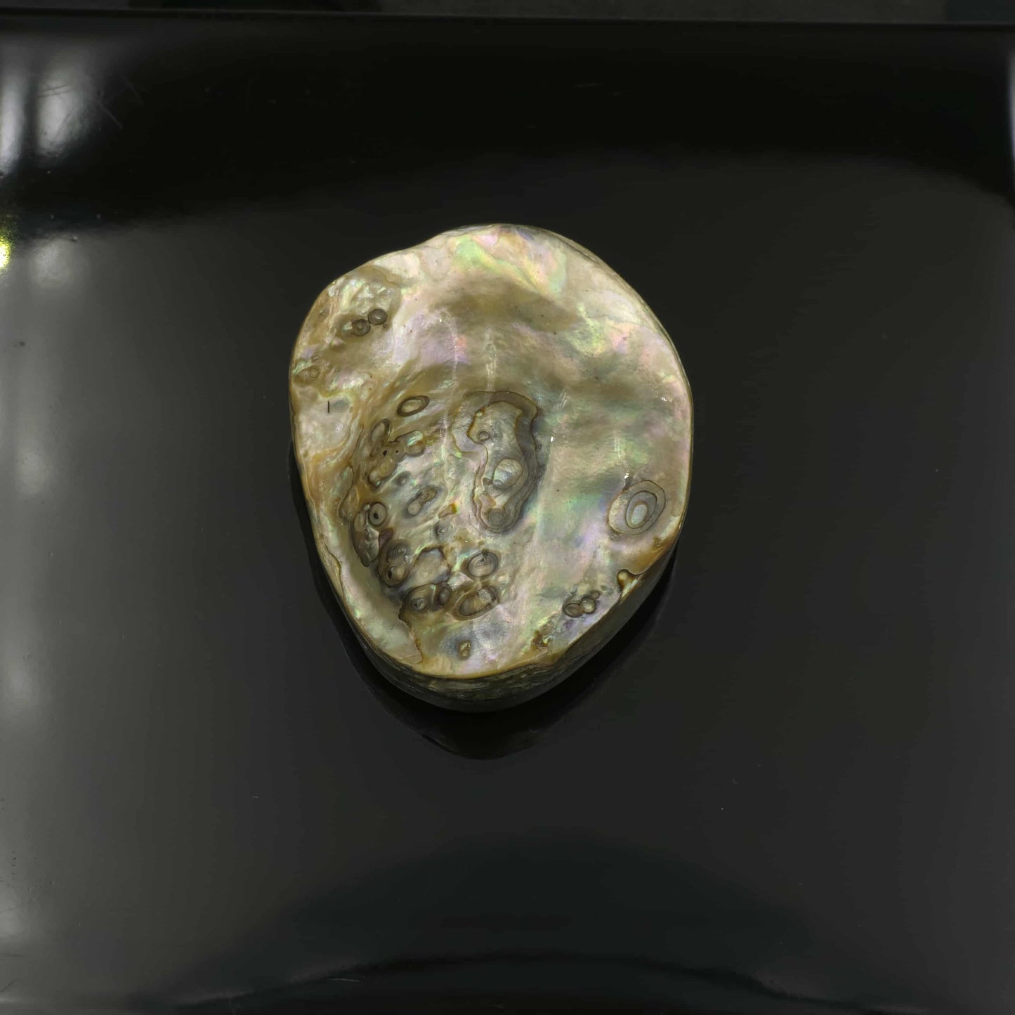 Wild Pāua Pearl Mabē