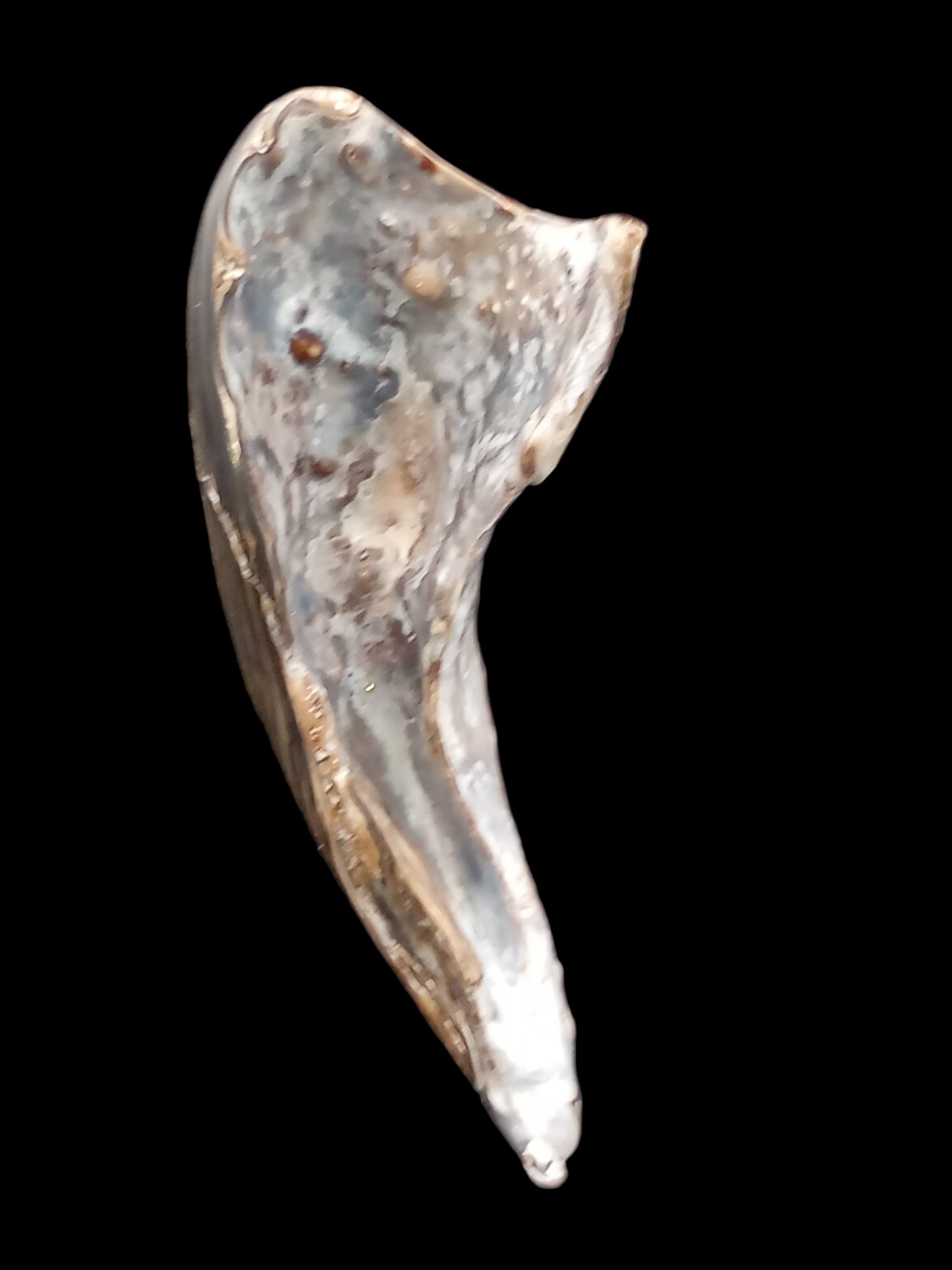 Wild Pāua Pearl Mabē (Solid).