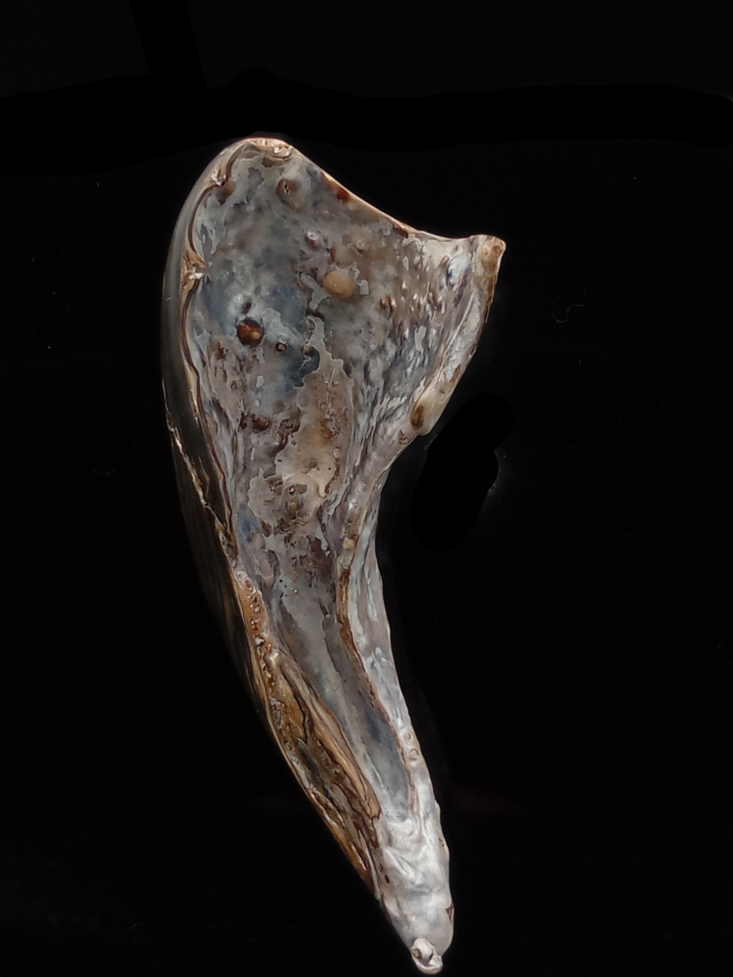 Wild Pāua Pearl Mabē (Solid).