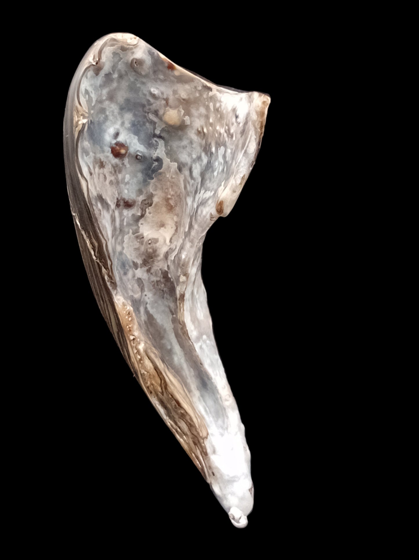 Wild Pāua Pearl Mabē (Solid).