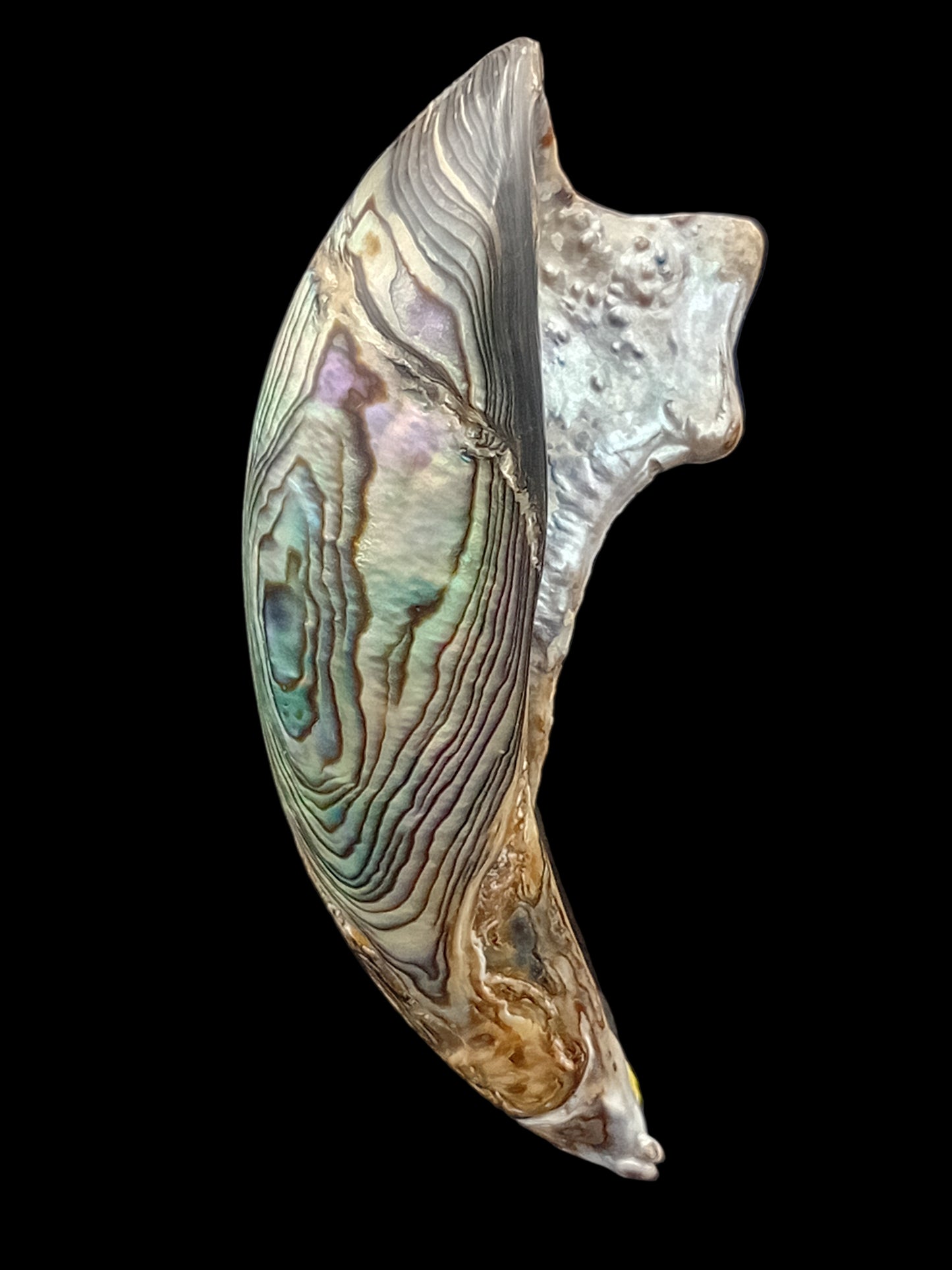 Wild Pāua Pearl Mabē (Solid).