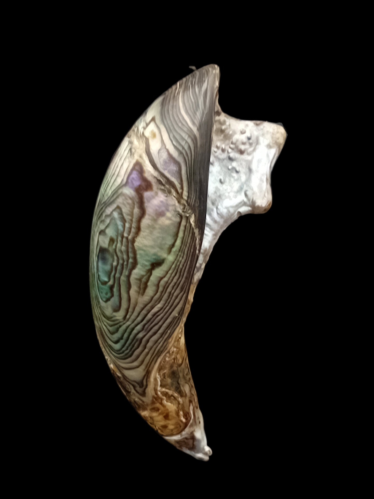 Wild Pāua Pearl Mabē (Solid).