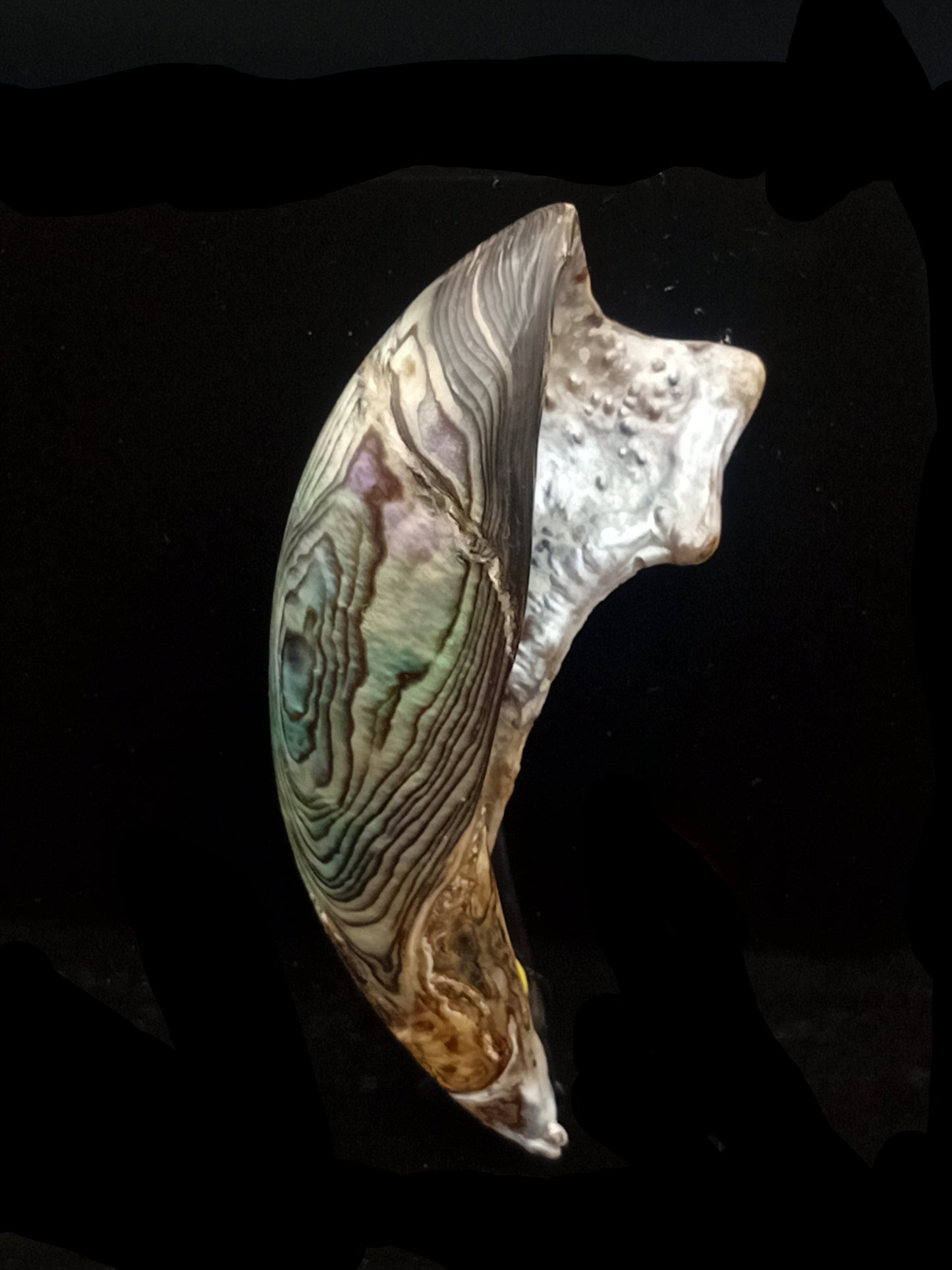 Wild Pāua Pearl Mabē (Solid).