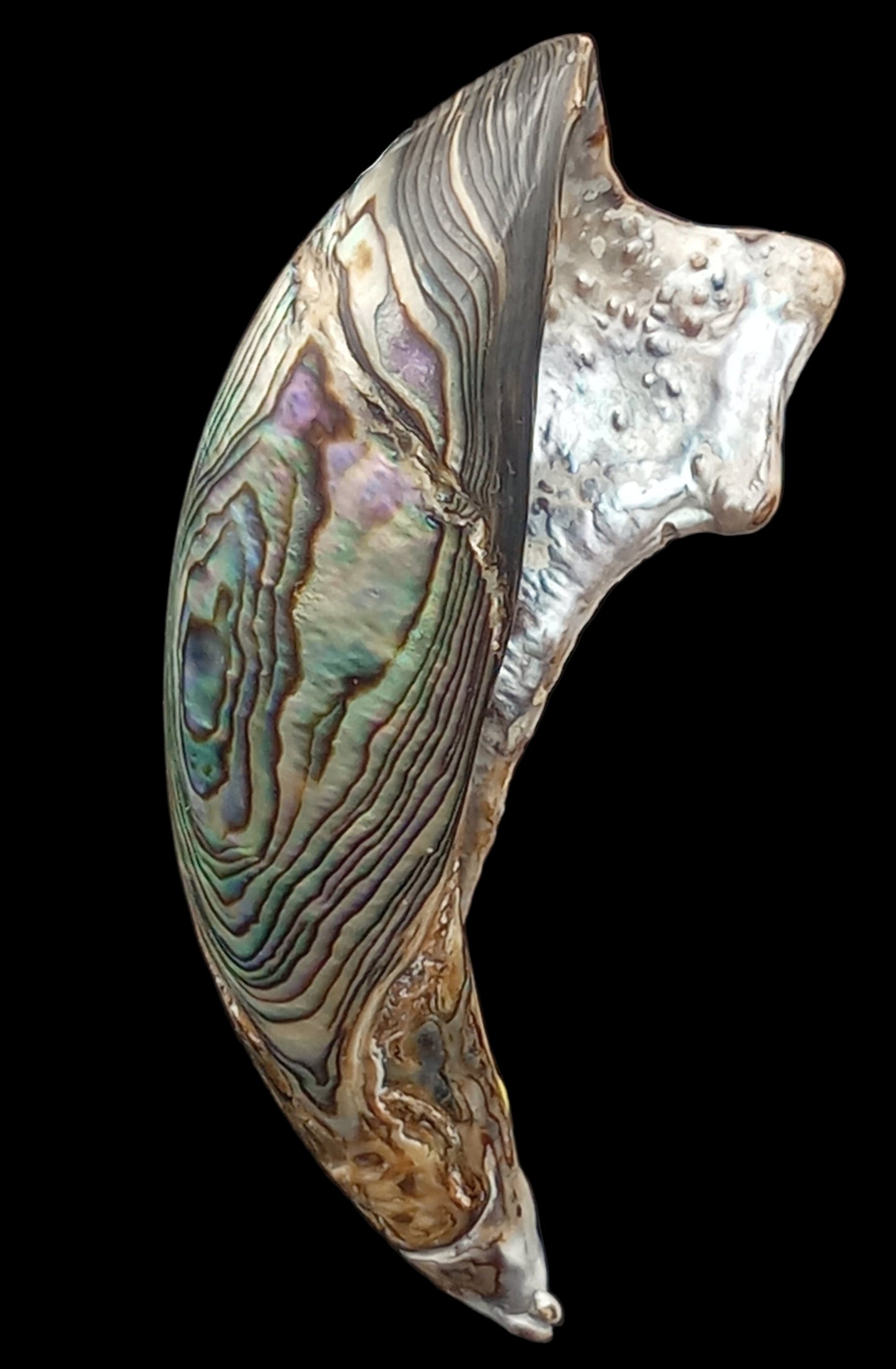 Wild Pāua Pearl Mabē (Solid).