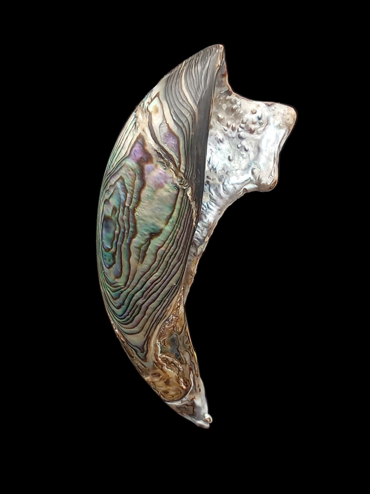 Wild Pāua Pearl Mabē (Solid).