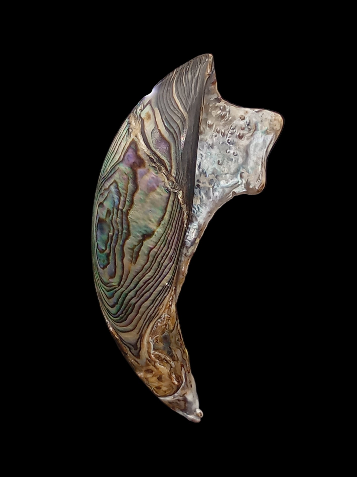 Wild Pāua Pearl Mabē (Solid).