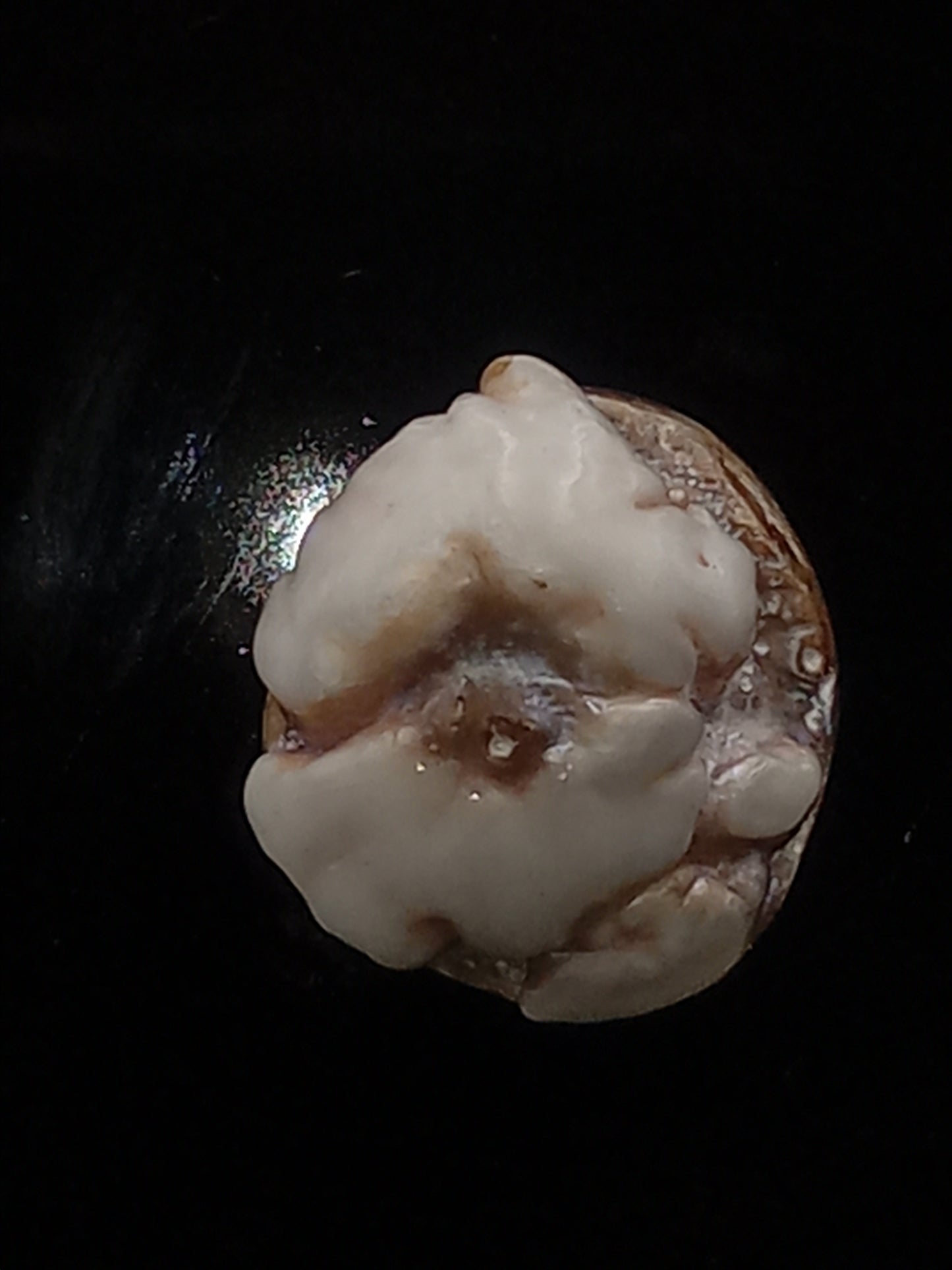 Small White Natural Wild Pāua Blister Pearl