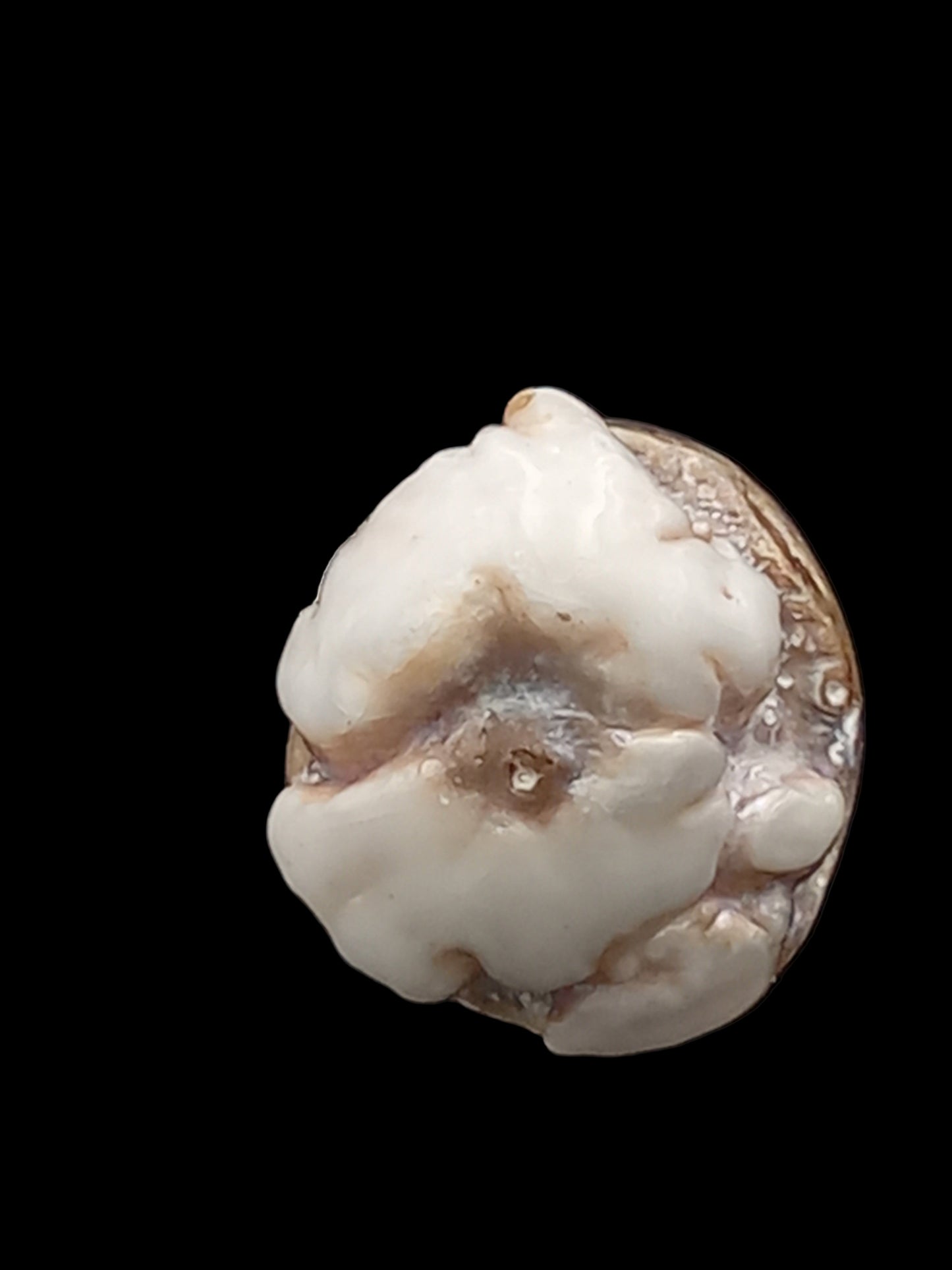 Small White Natural Wild Pāua Blister Pearl