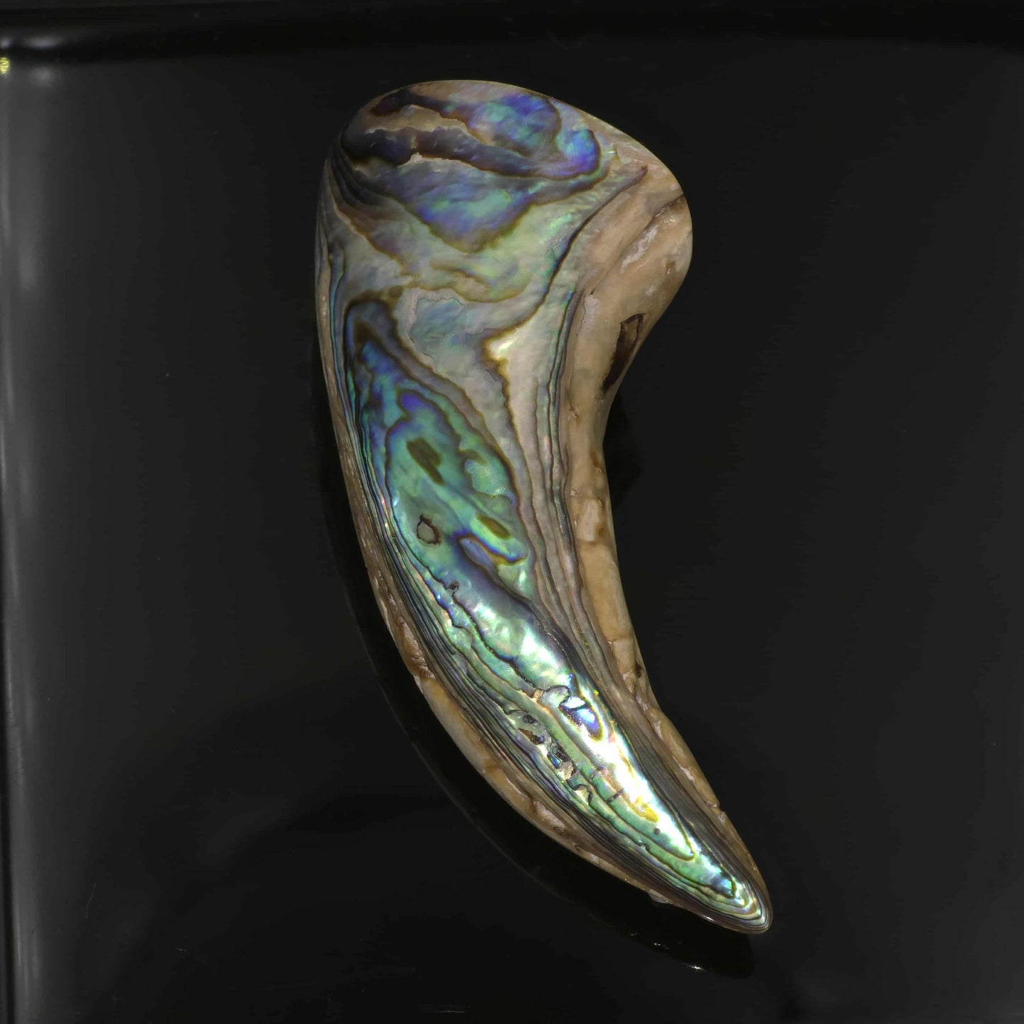 White Wild Pāua Pearl Mabē Horn (Solid).