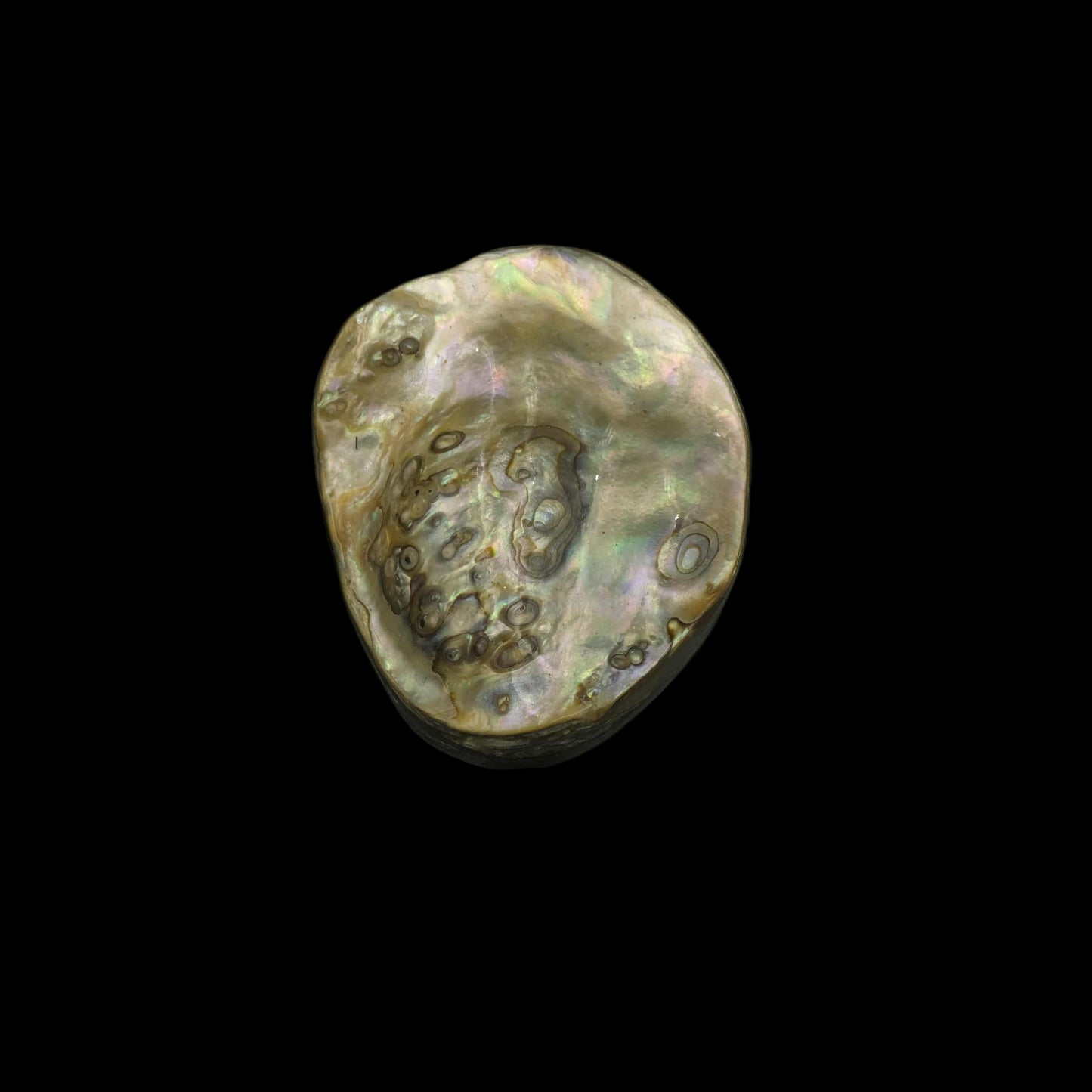 Wild Pāua Pearl Mabē