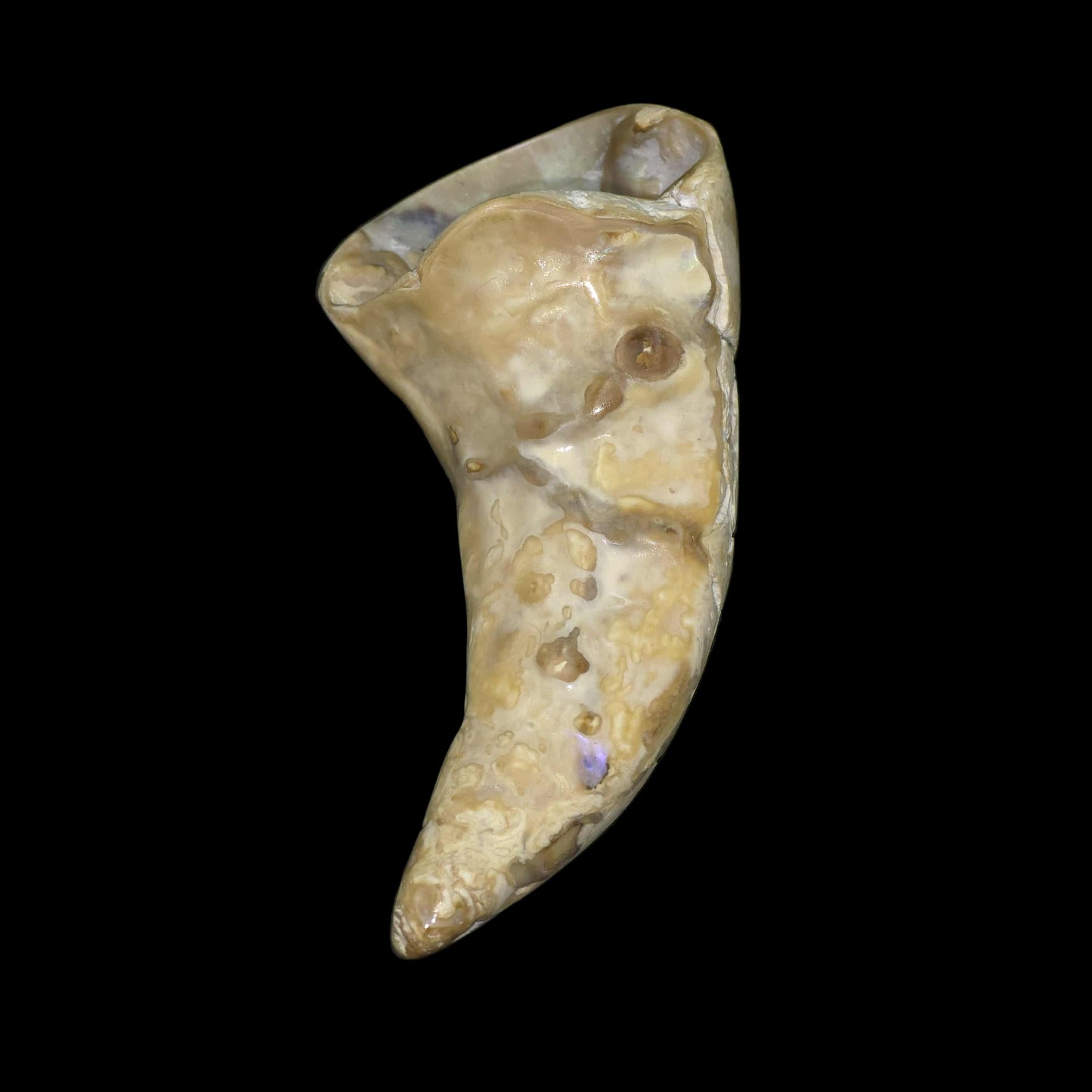 White Wild Pāua Pearl Mabē Horn (Solid).