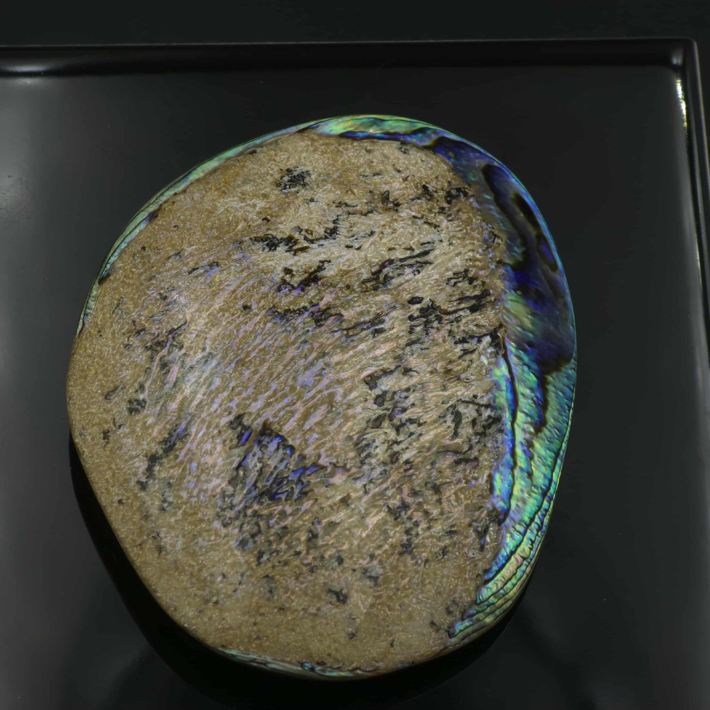 X Large White Wild Pāua Pearl Mabē (Solid).