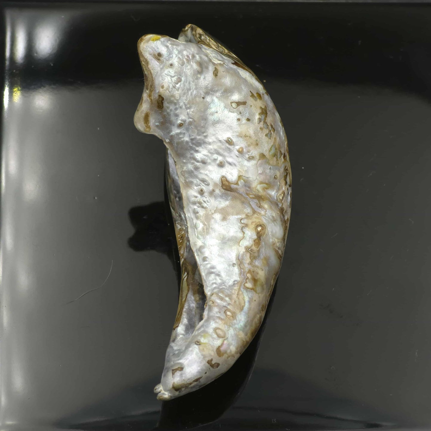Wild Pāua Pearl Mabē (Solid).