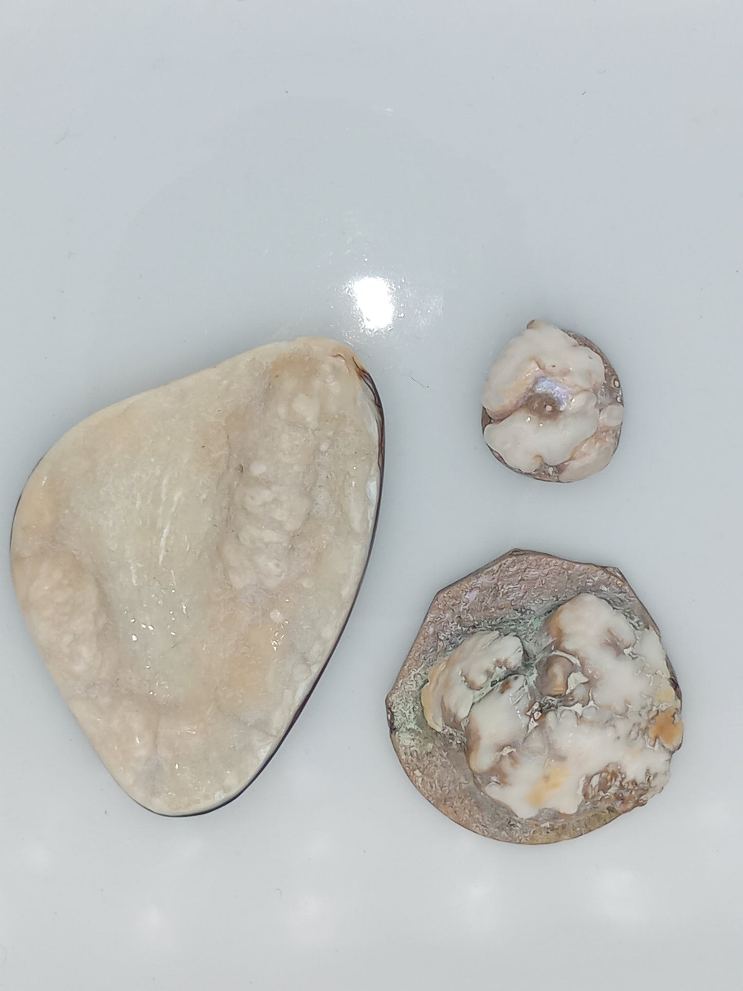 Large White Wild Pāua Pearl Mabē (Solid).