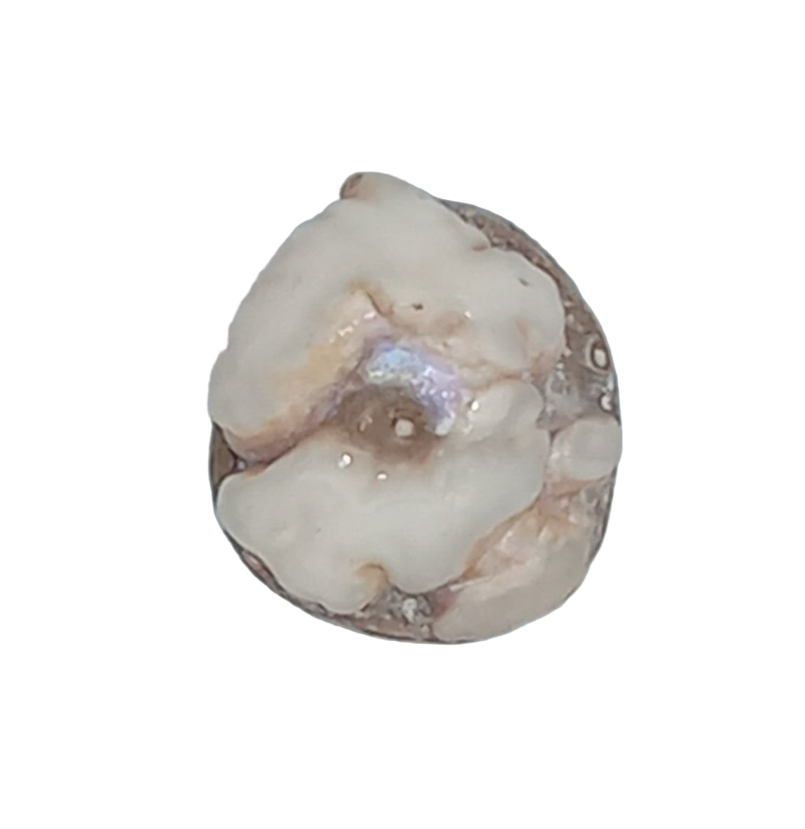 Small White Natural Wild Pāua Blister Pearl