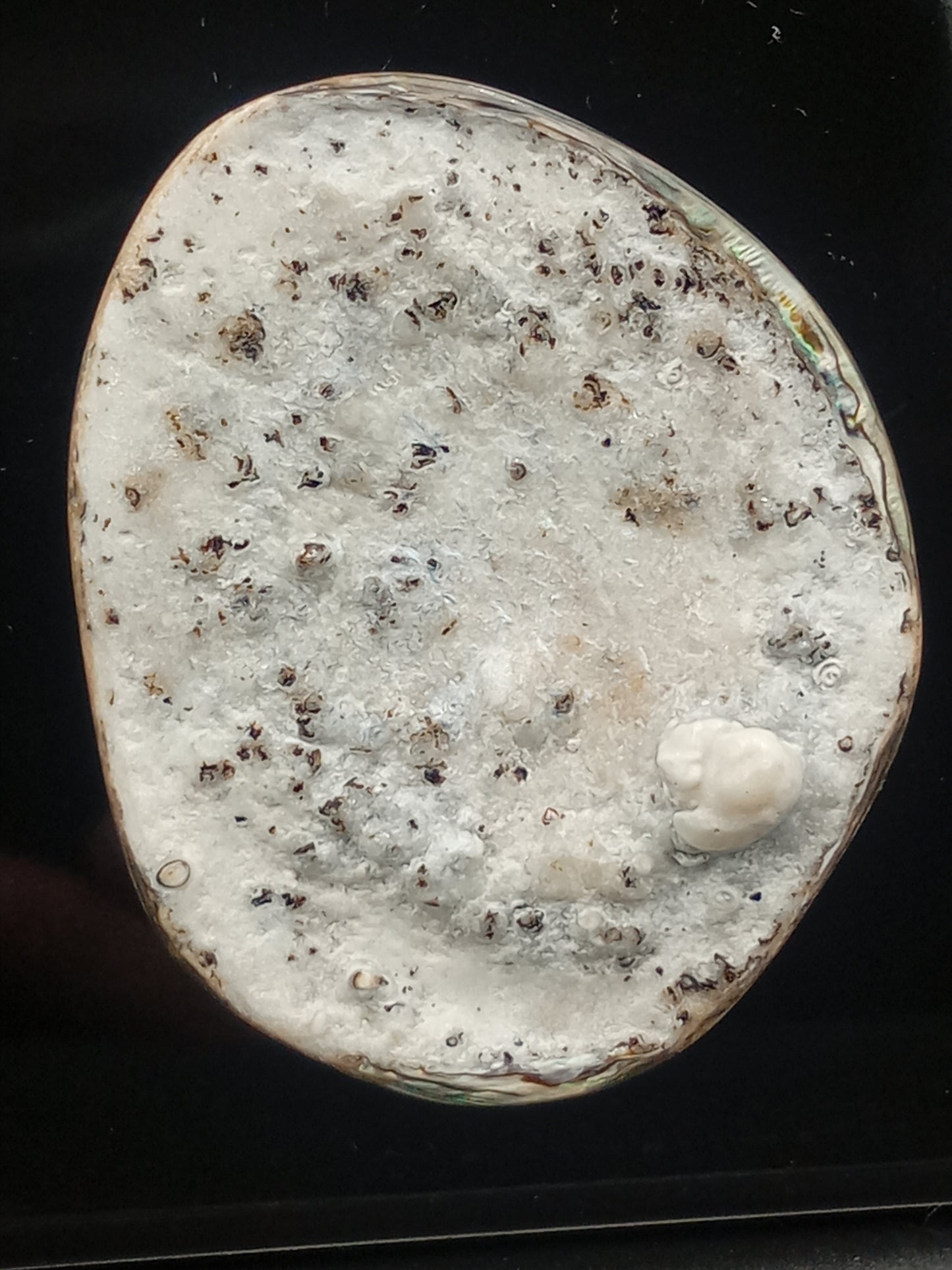 X Large White Wild Pāua Pearl Mabē (Solid).