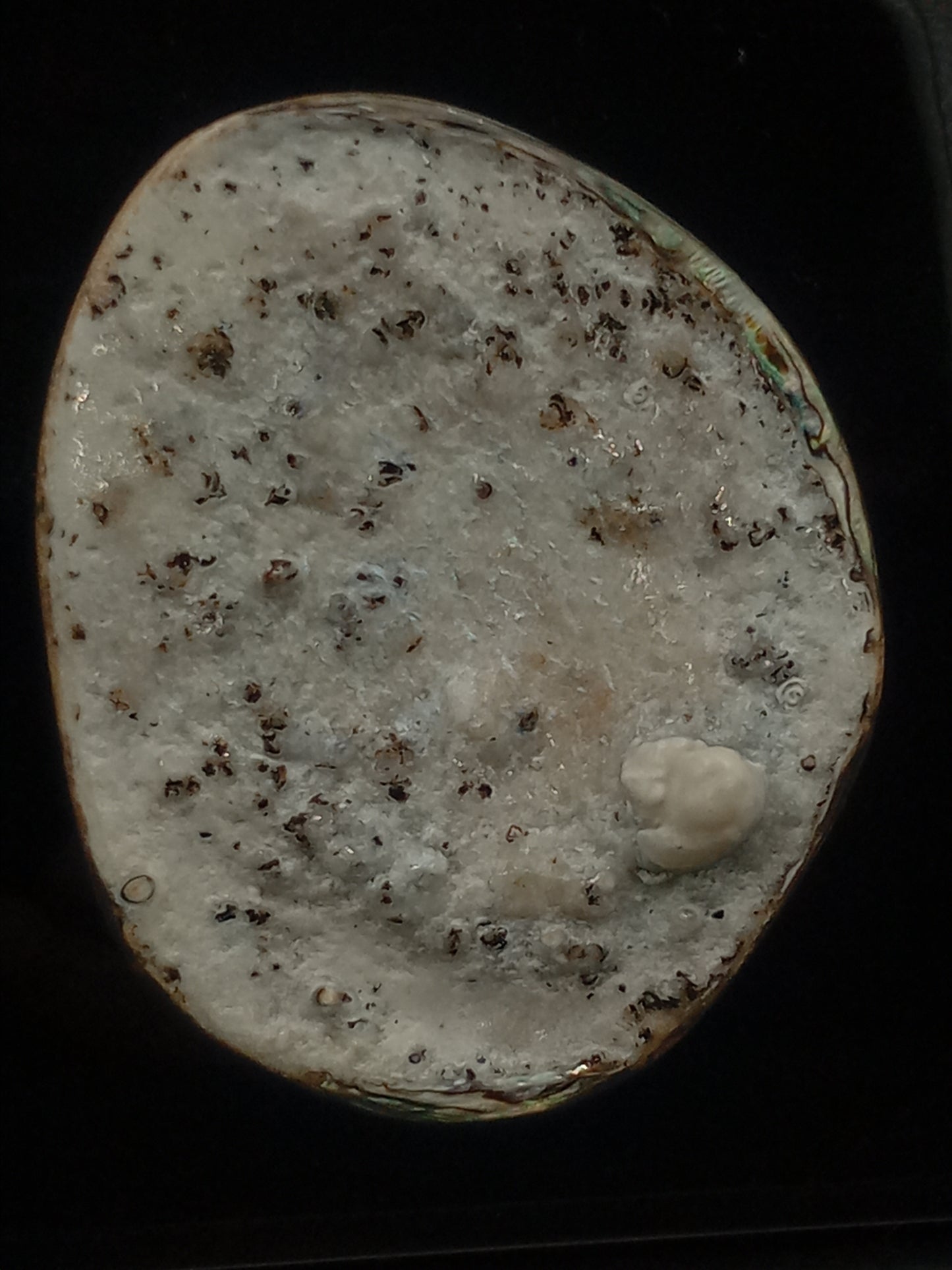 X Large White Wild Pāua Pearl Mabē (Solid).