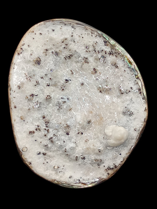 X Large White Wild Pāua Pearl Mabē (Solid).