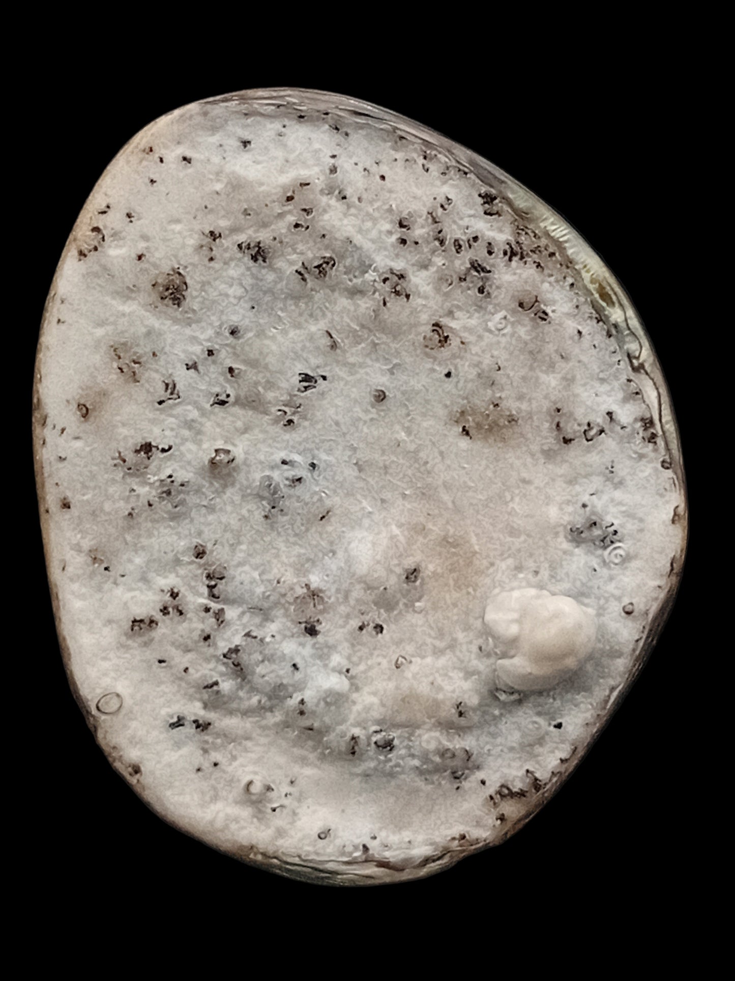 X Large White Wild Pāua Pearl Mabē (Solid).