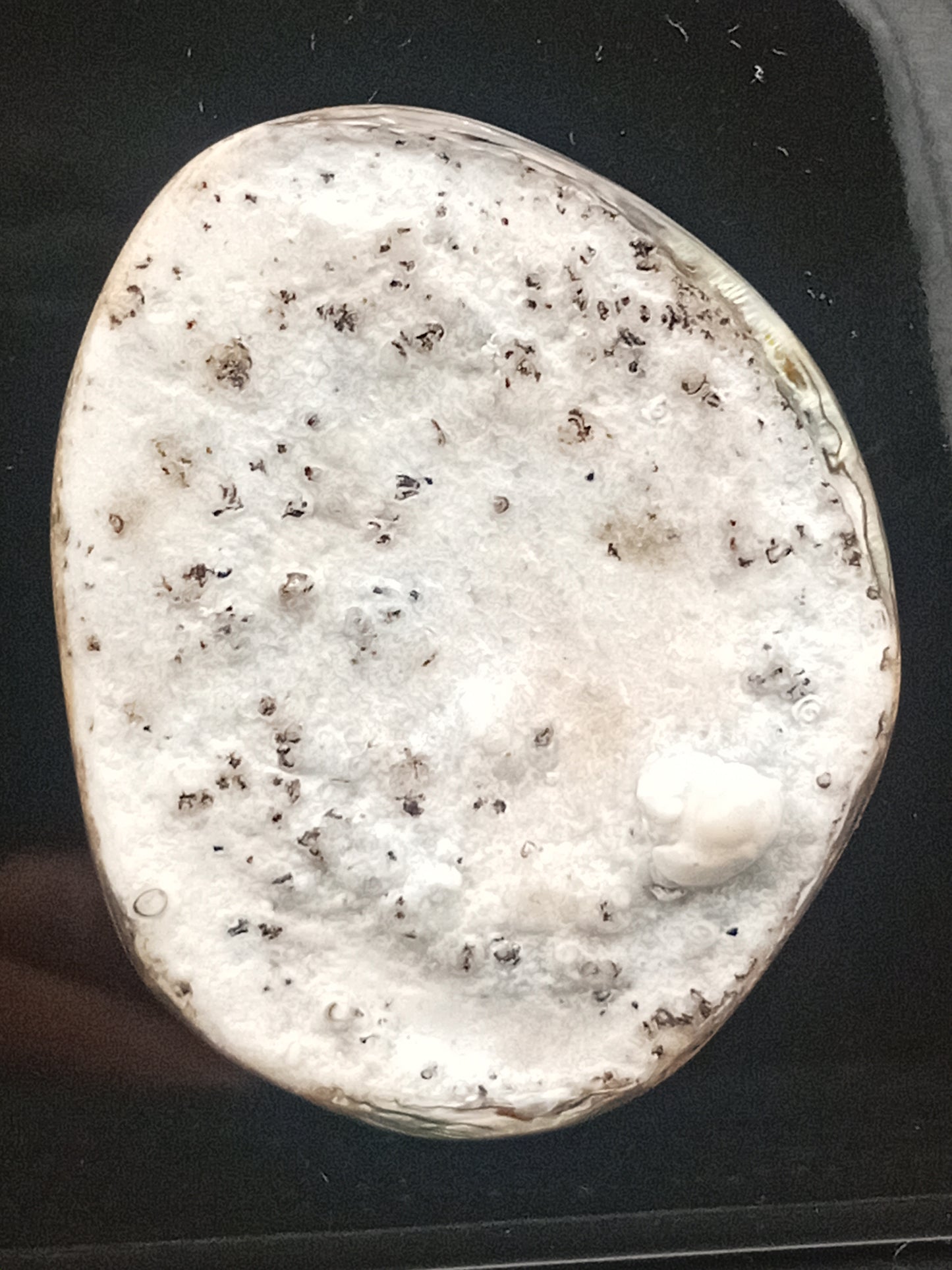 X Large White Wild Pāua Pearl Mabē (Solid).