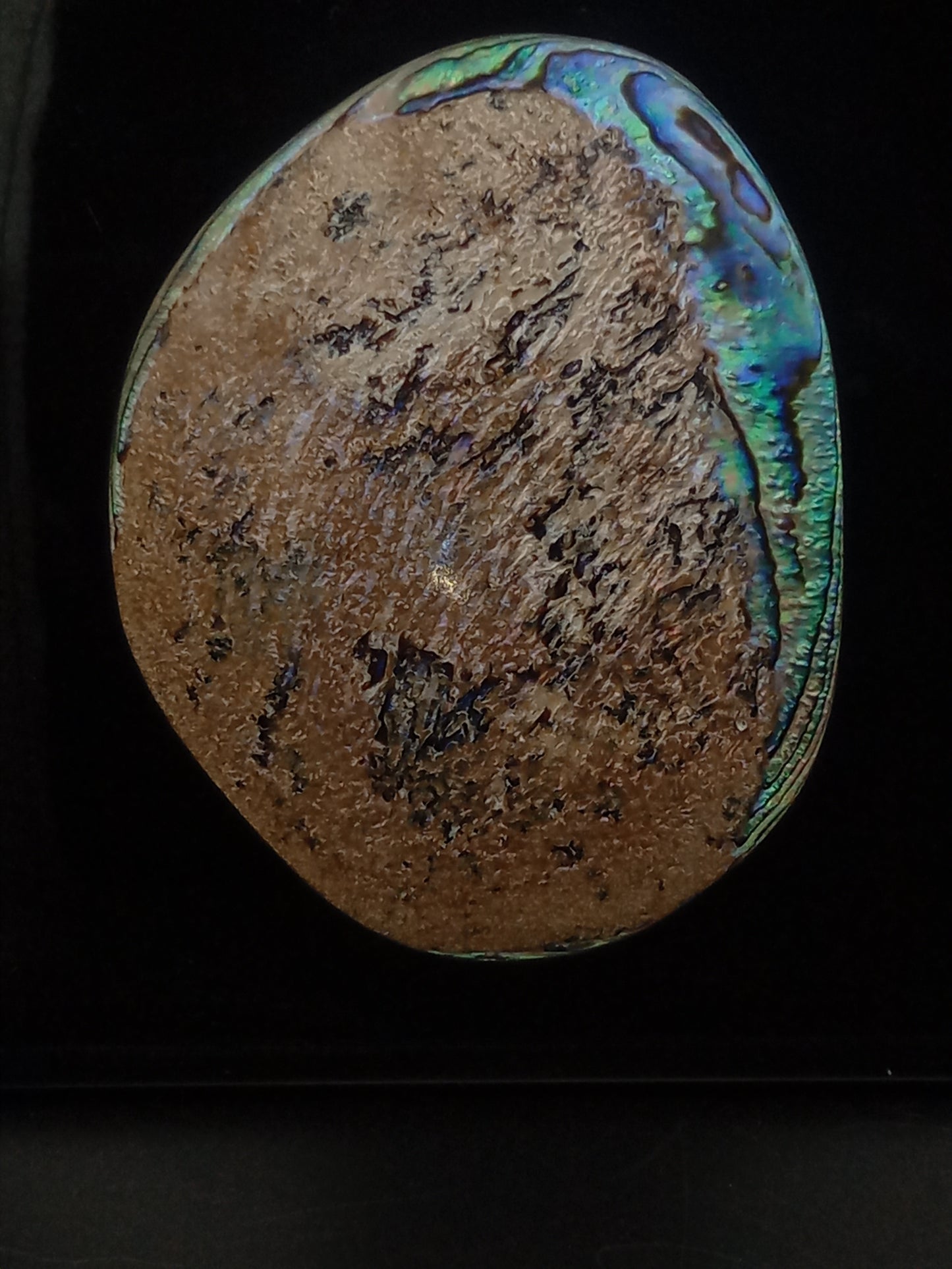 X Large White Wild Pāua Pearl Mabē (Solid).