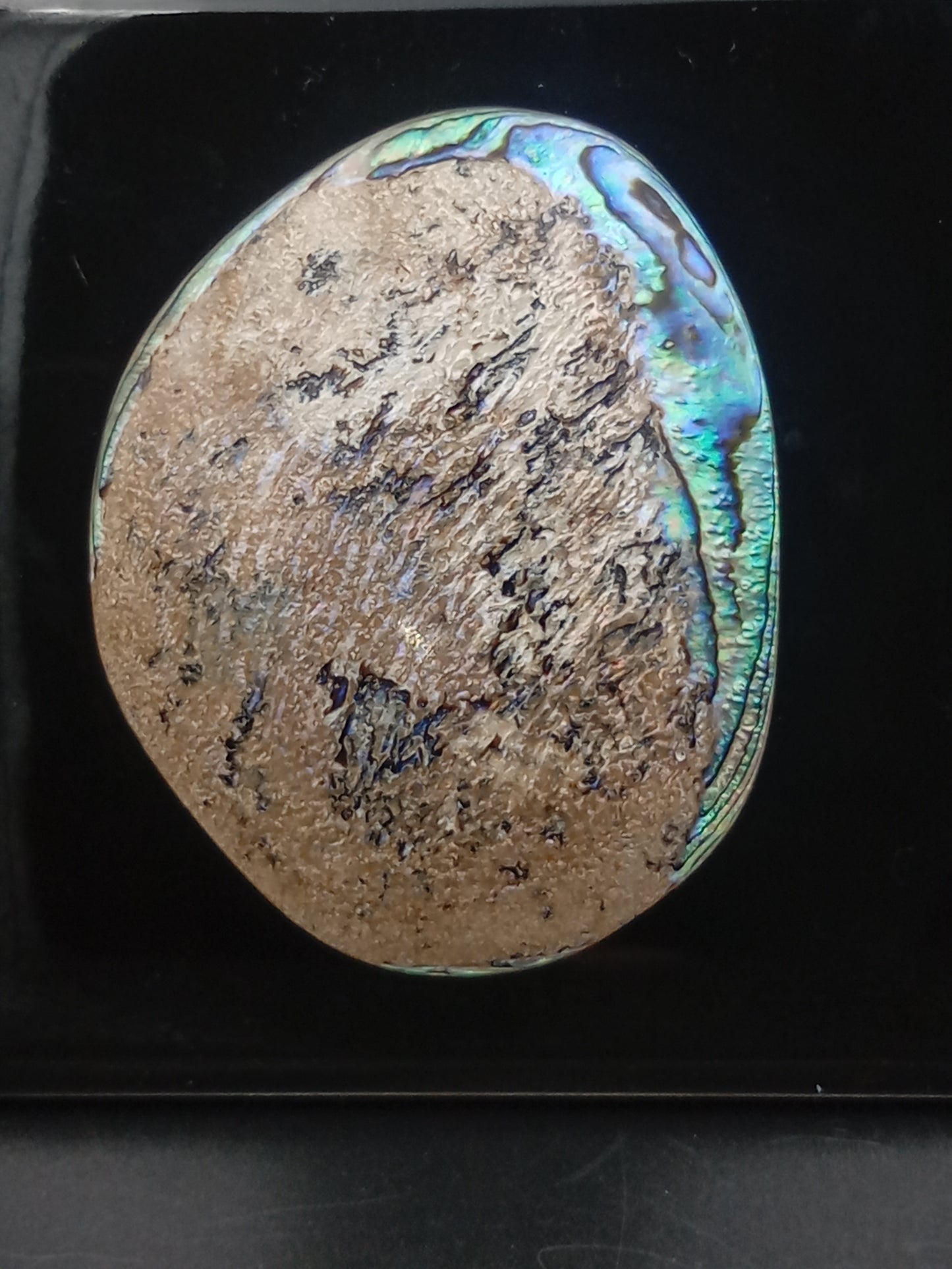 X Large White Wild Pāua Pearl Mabē (Solid).