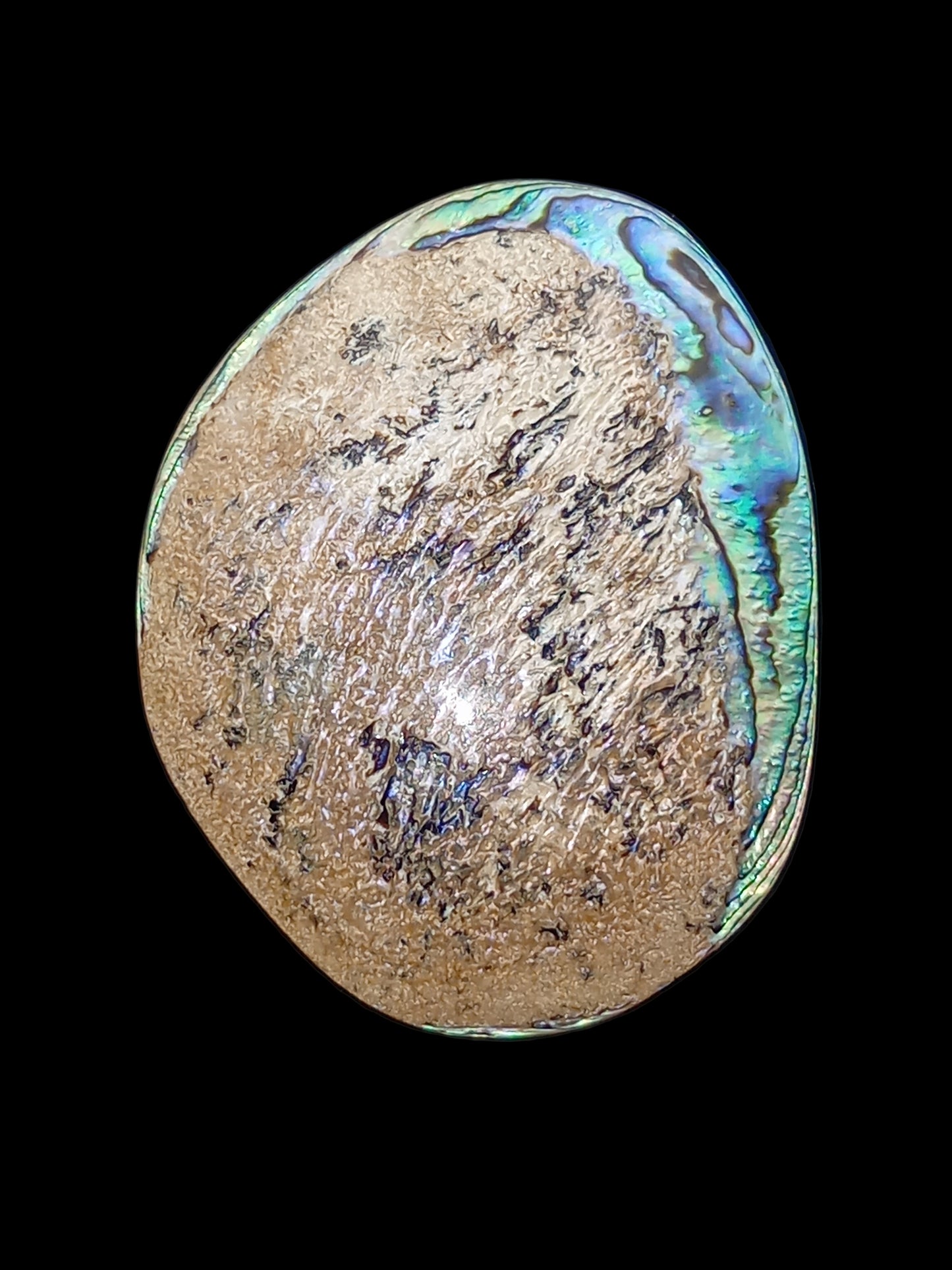 X Large White Wild Pāua Pearl Mabē (Solid).