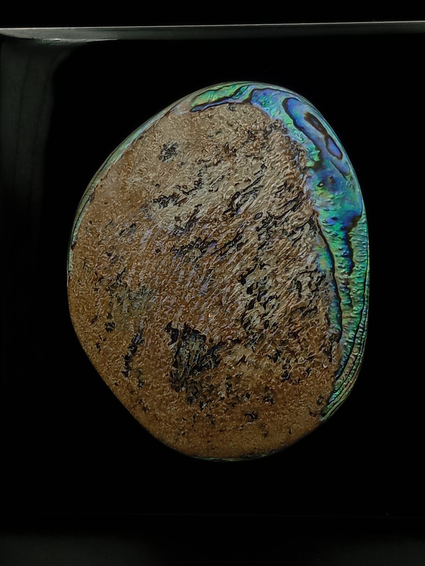 X Large White Wild Pāua Pearl Mabē (Solid).