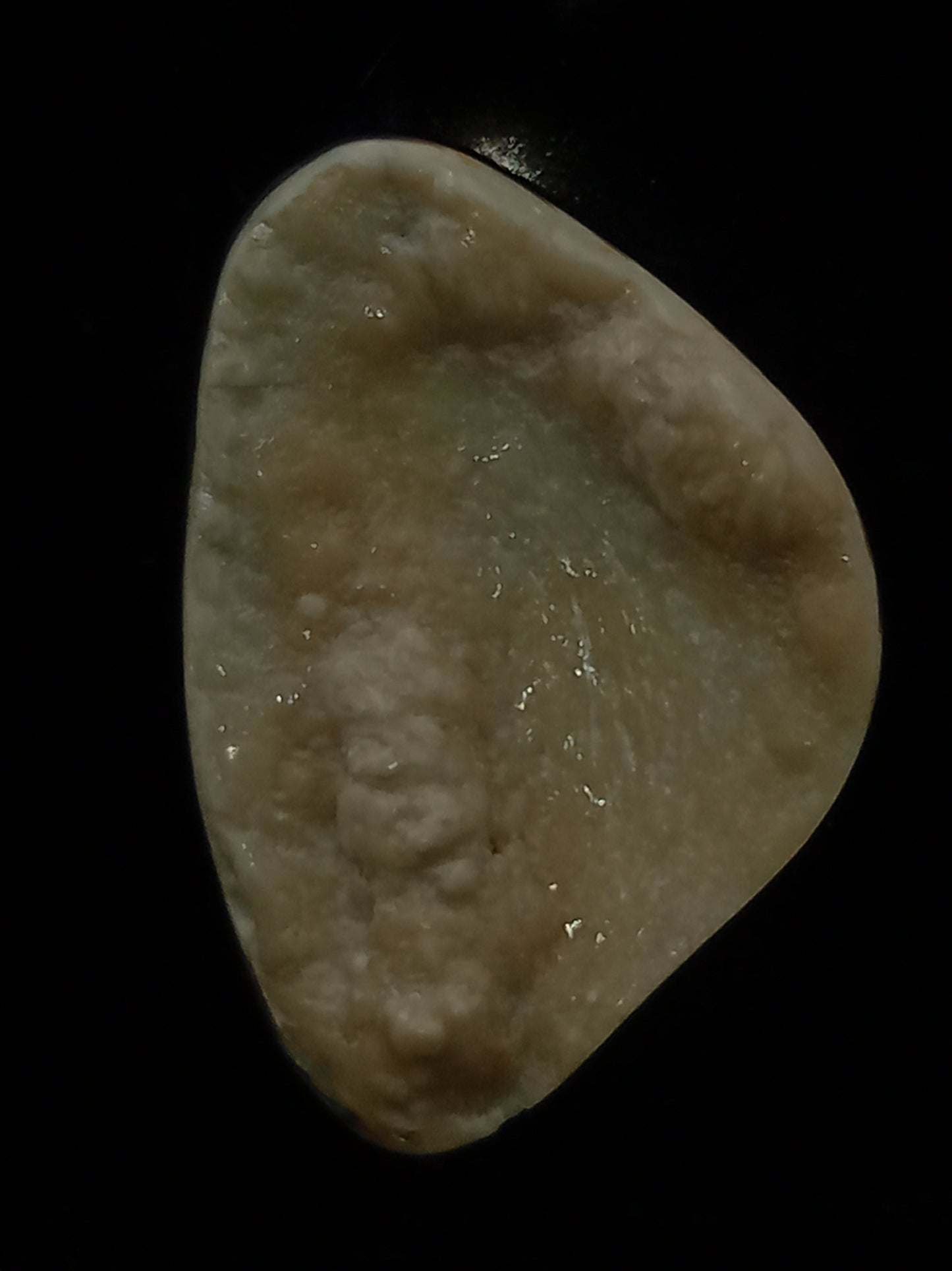 Large White Wild Pāua Pearl Mabē (Solid).