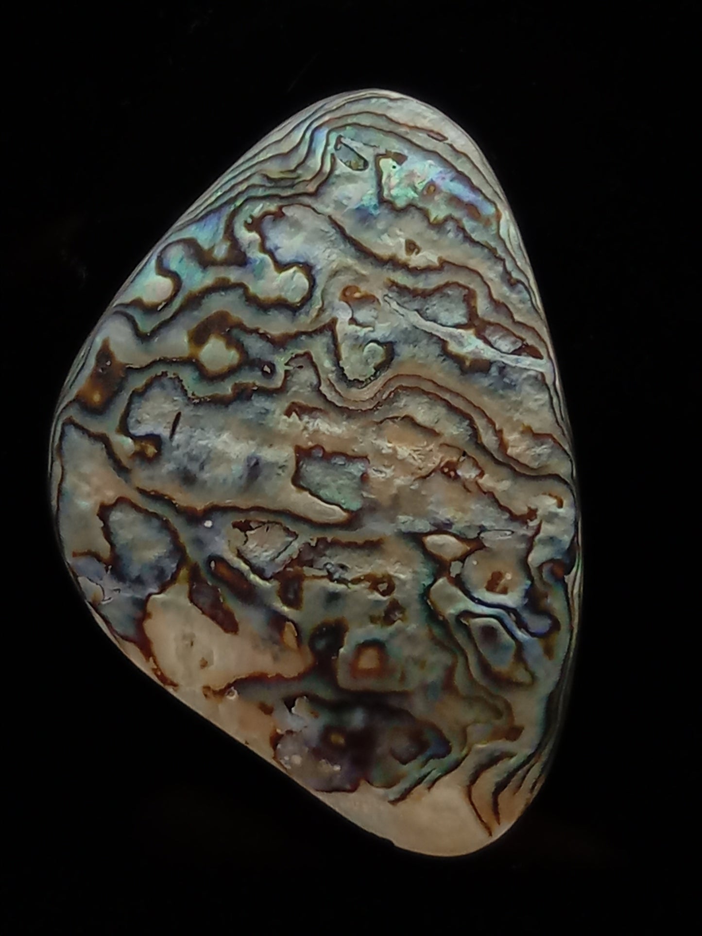 Large White Wild Pāua Pearl Mabē (Solid).