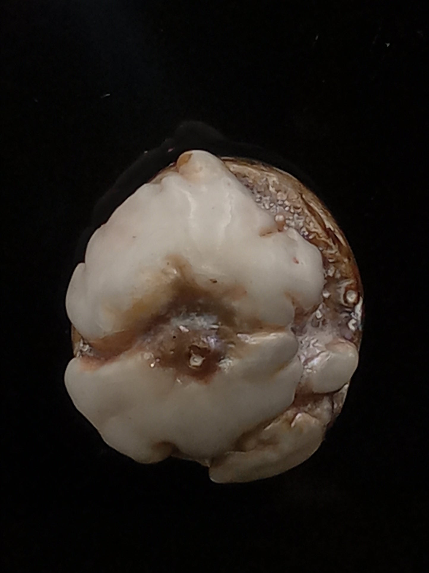 Small White Natural Wild Pāua Blister Pearl