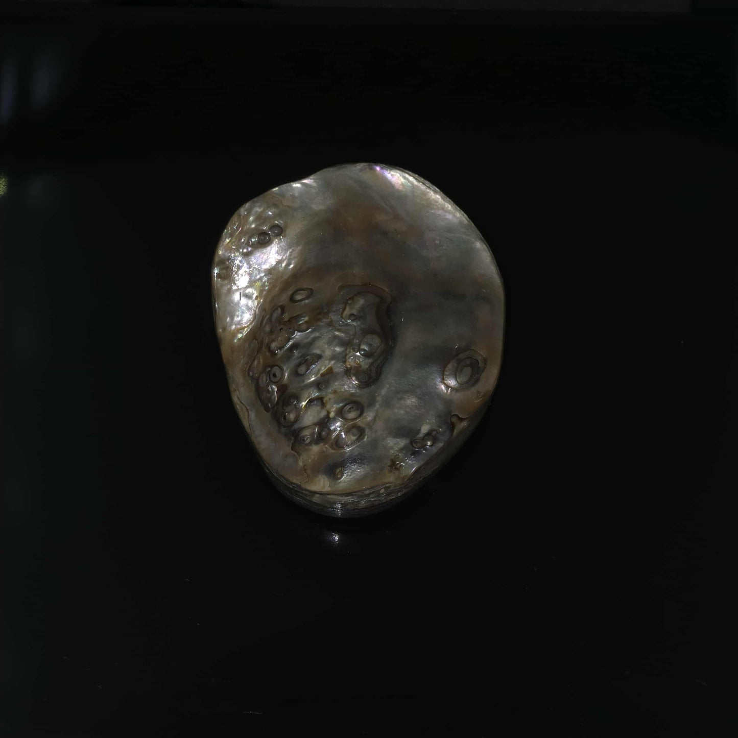 Wild Pāua Pearl Mabē