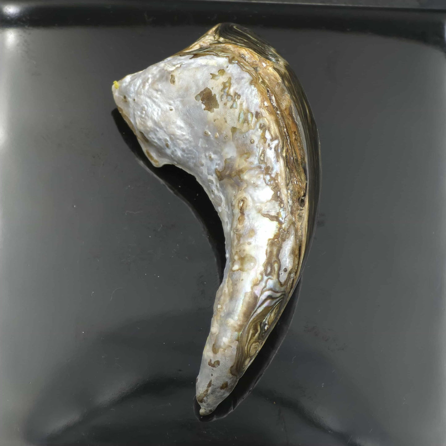 Wild Pāua Pearl Mabē (Solid).