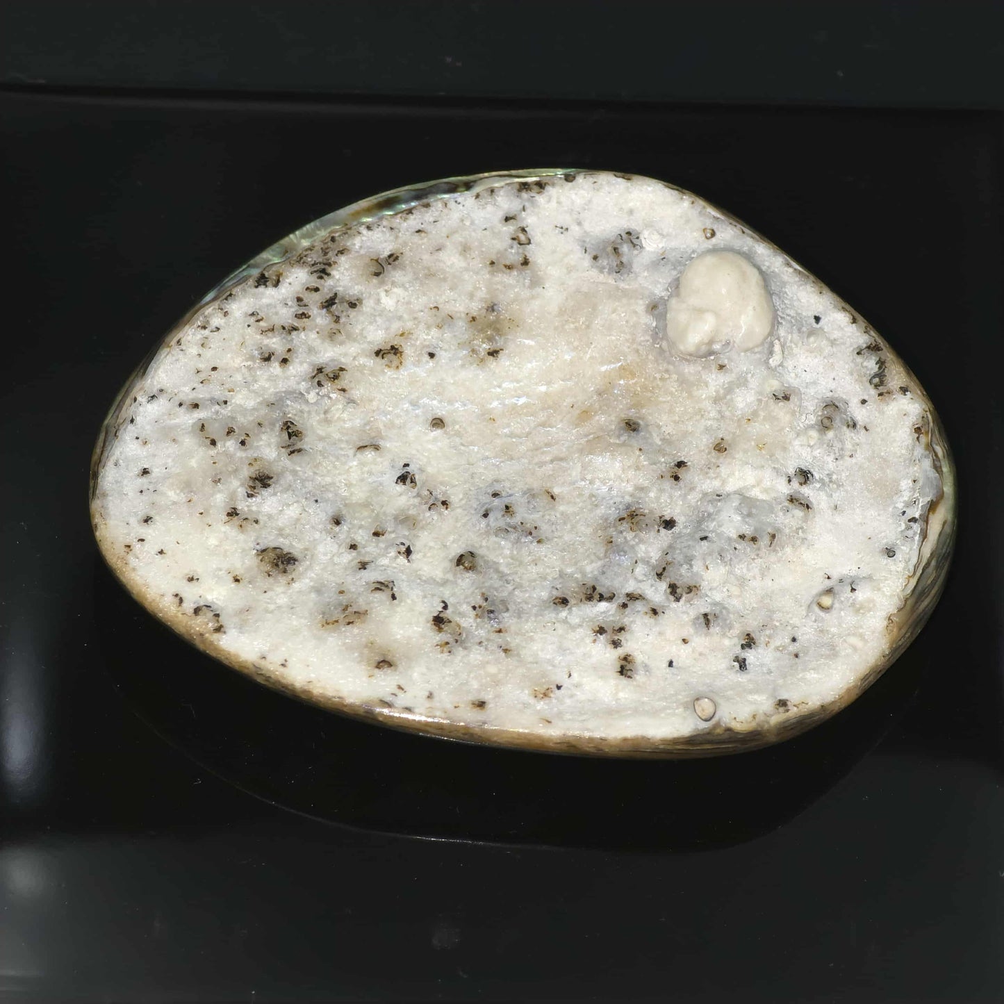 X Large White Wild Pāua Pearl Mabē (Solid).