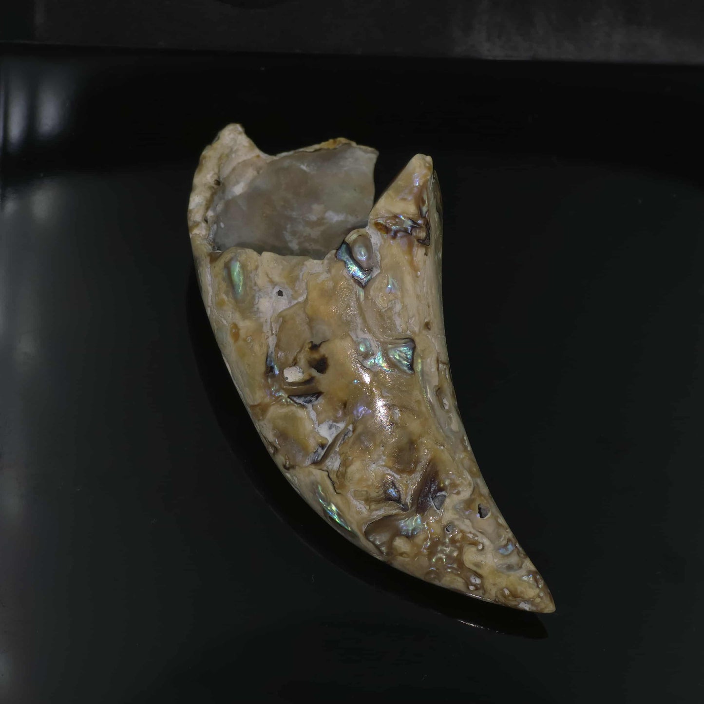 White Wild Pāua Pearl Mabē Horn (Solid).