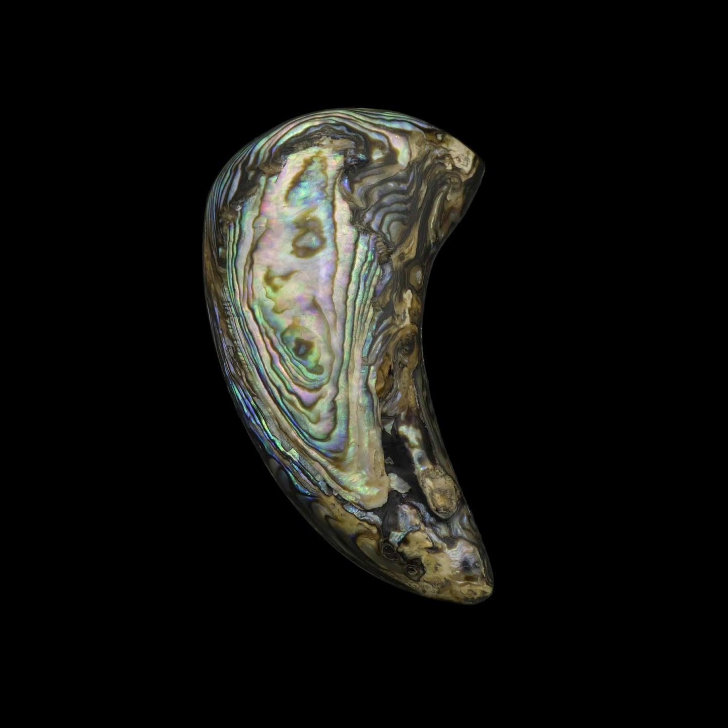 Wild Pāua Pearl Mabē Horn (Solid).