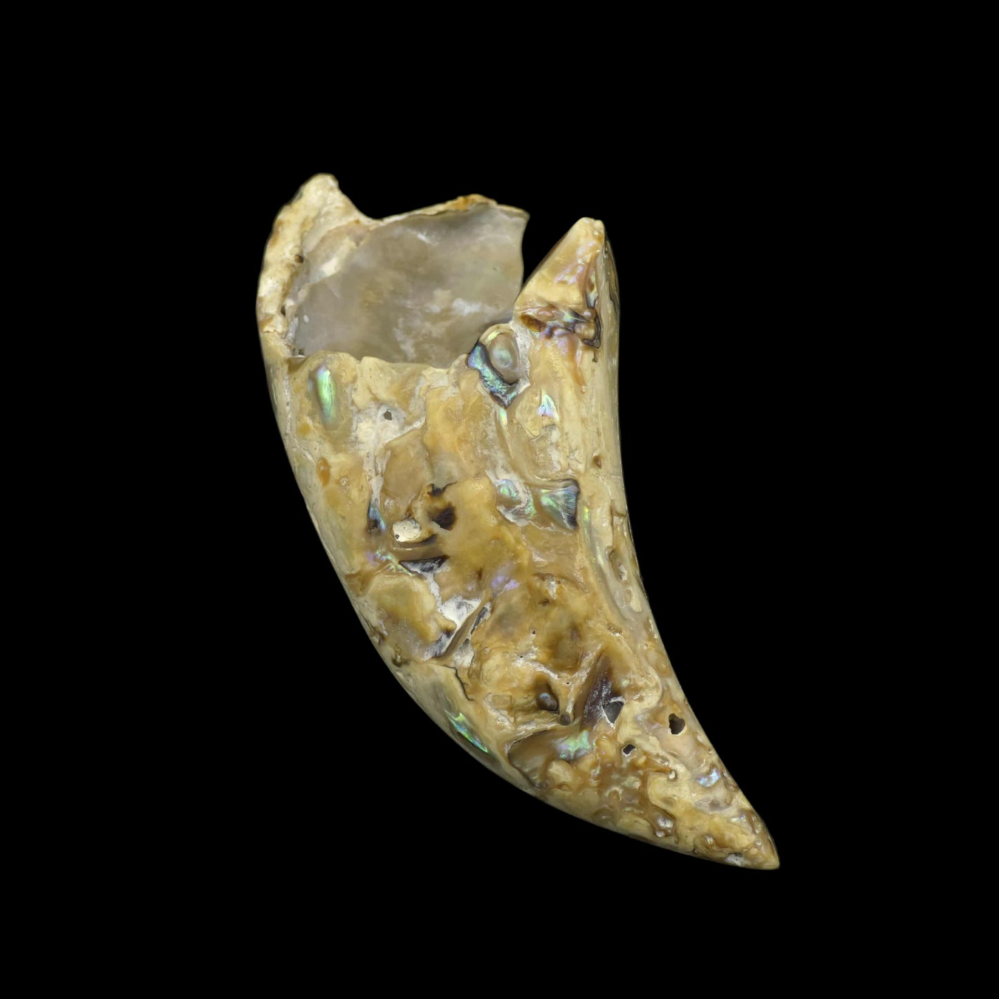 White Wild Pāua Pearl Mabē Horn (Solid).