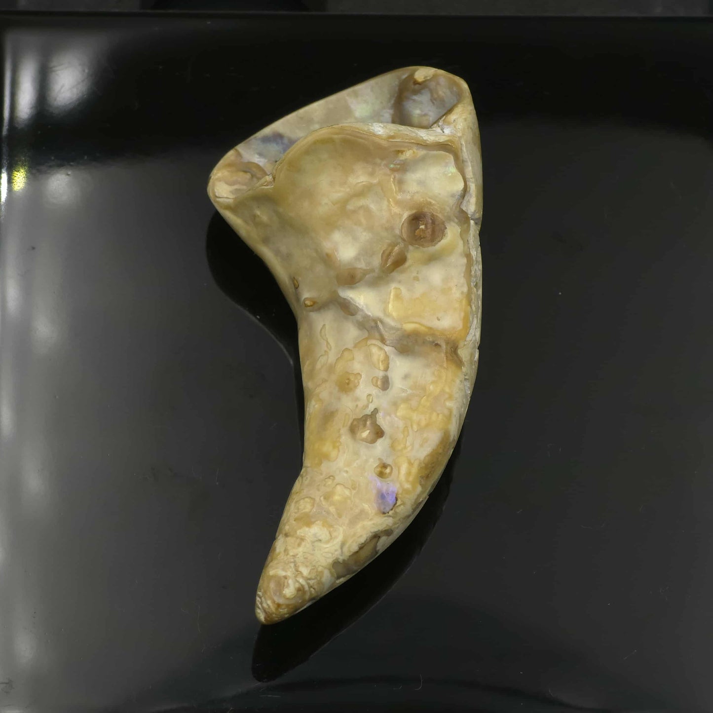 White Wild Pāua Pearl Mabē Horn (Solid).