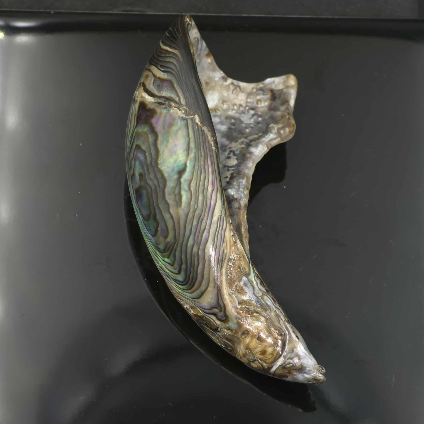 Wild Pāua Pearl Mabē (Solid).