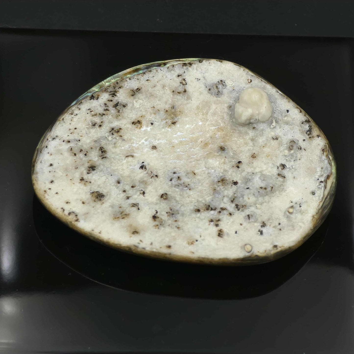X Large White Wild Pāua Pearl Mabē (Solid).