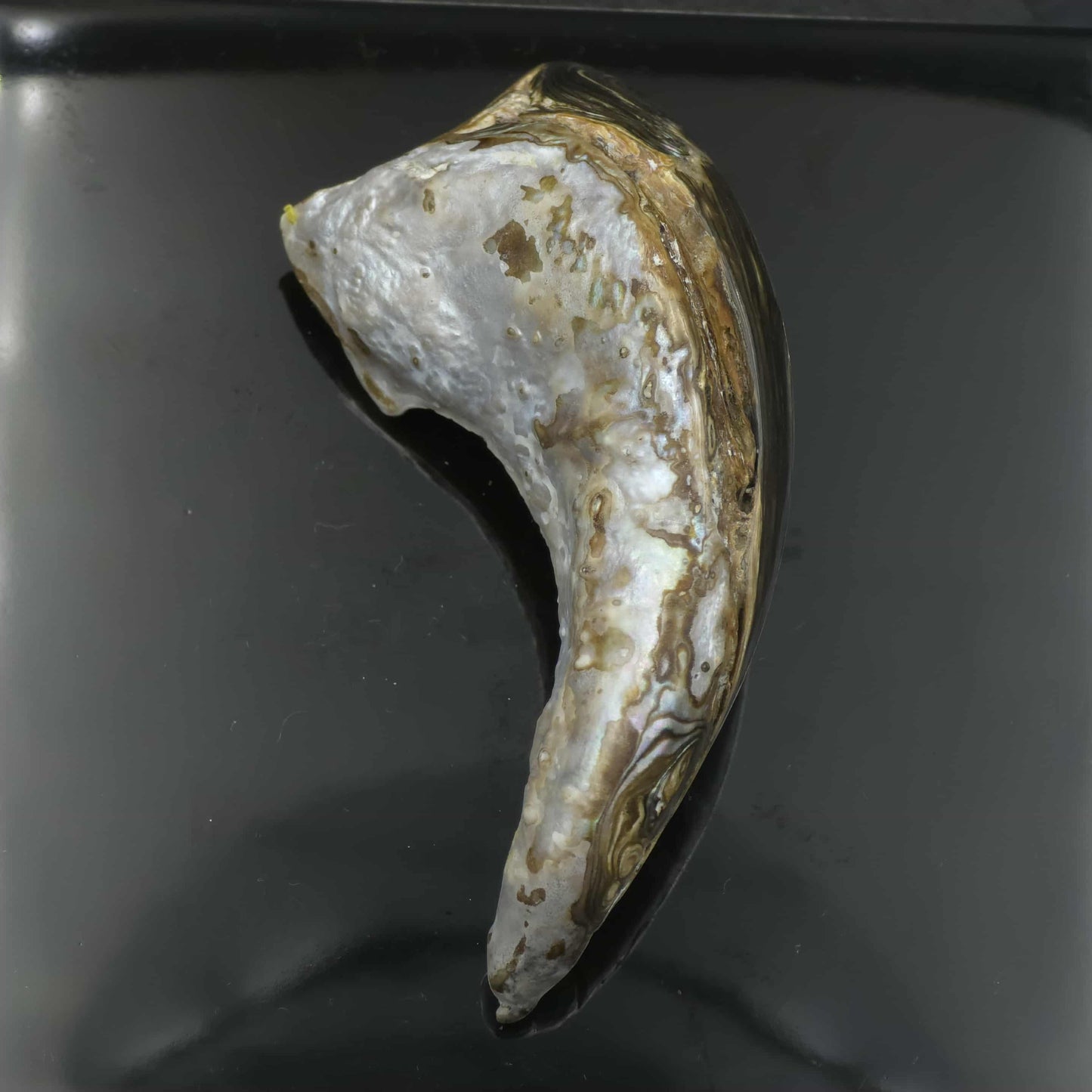 Wild Pāua Pearl Mabē (Solid).