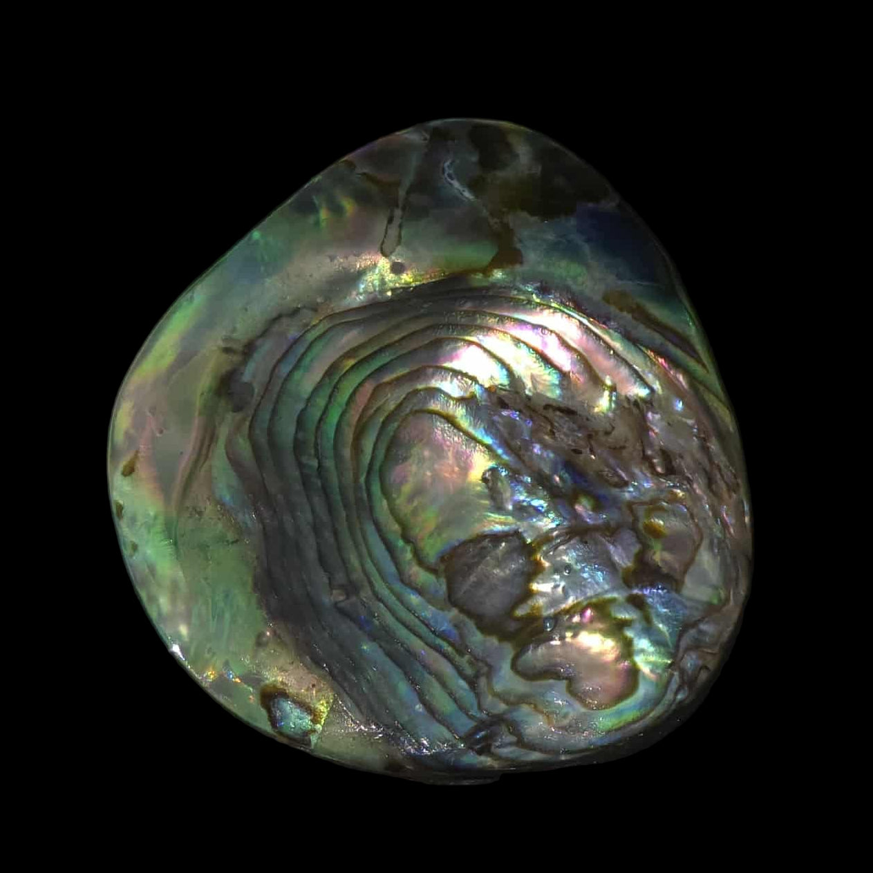 Wild Pāua Pearl Mabē