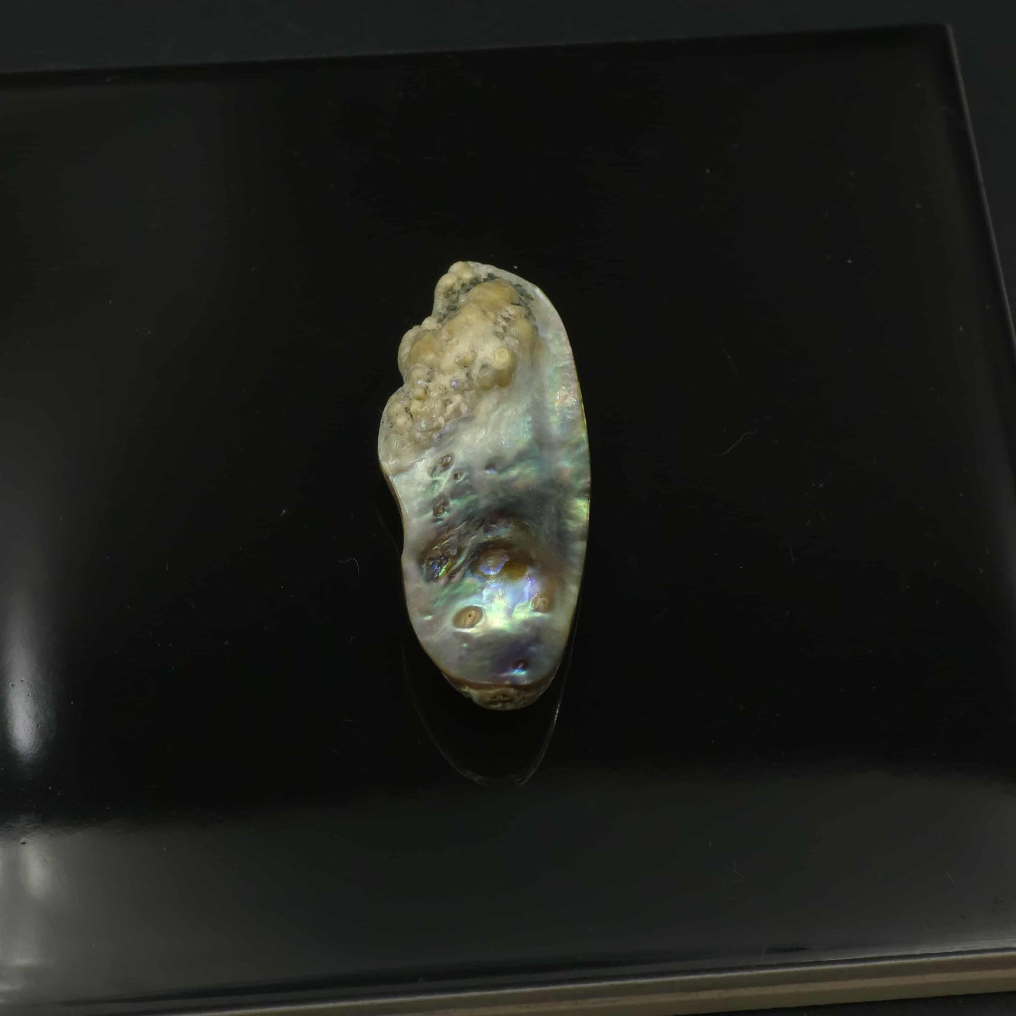 Wild Pāua Pearl Mabē
