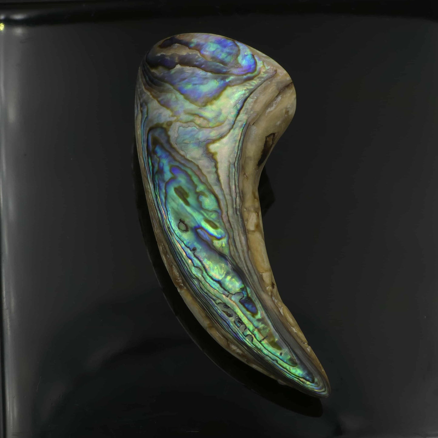 White Wild Pāua Pearl Mabē Horn (Solid).