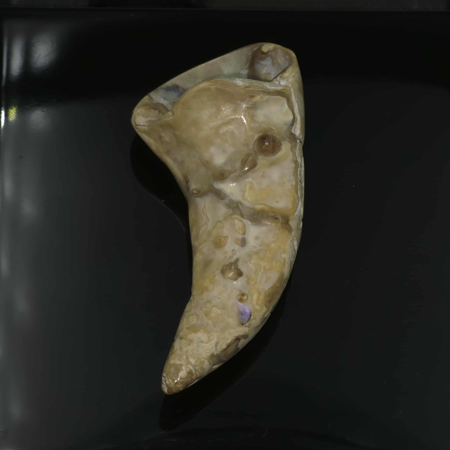 White Wild Pāua Pearl Mabē Horn (Solid).