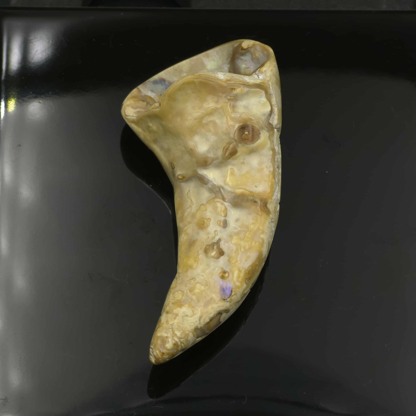 White Wild Pāua Pearl Mabē Horn (Solid).