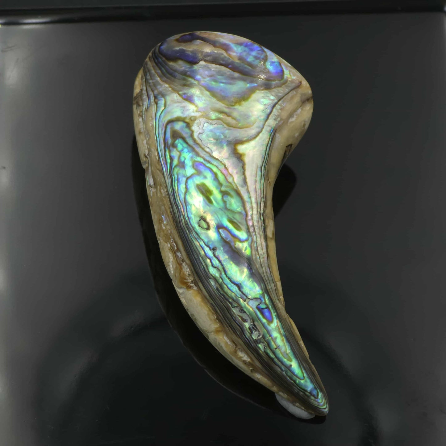 White Wild Pāua Pearl Mabē Horn (Solid).