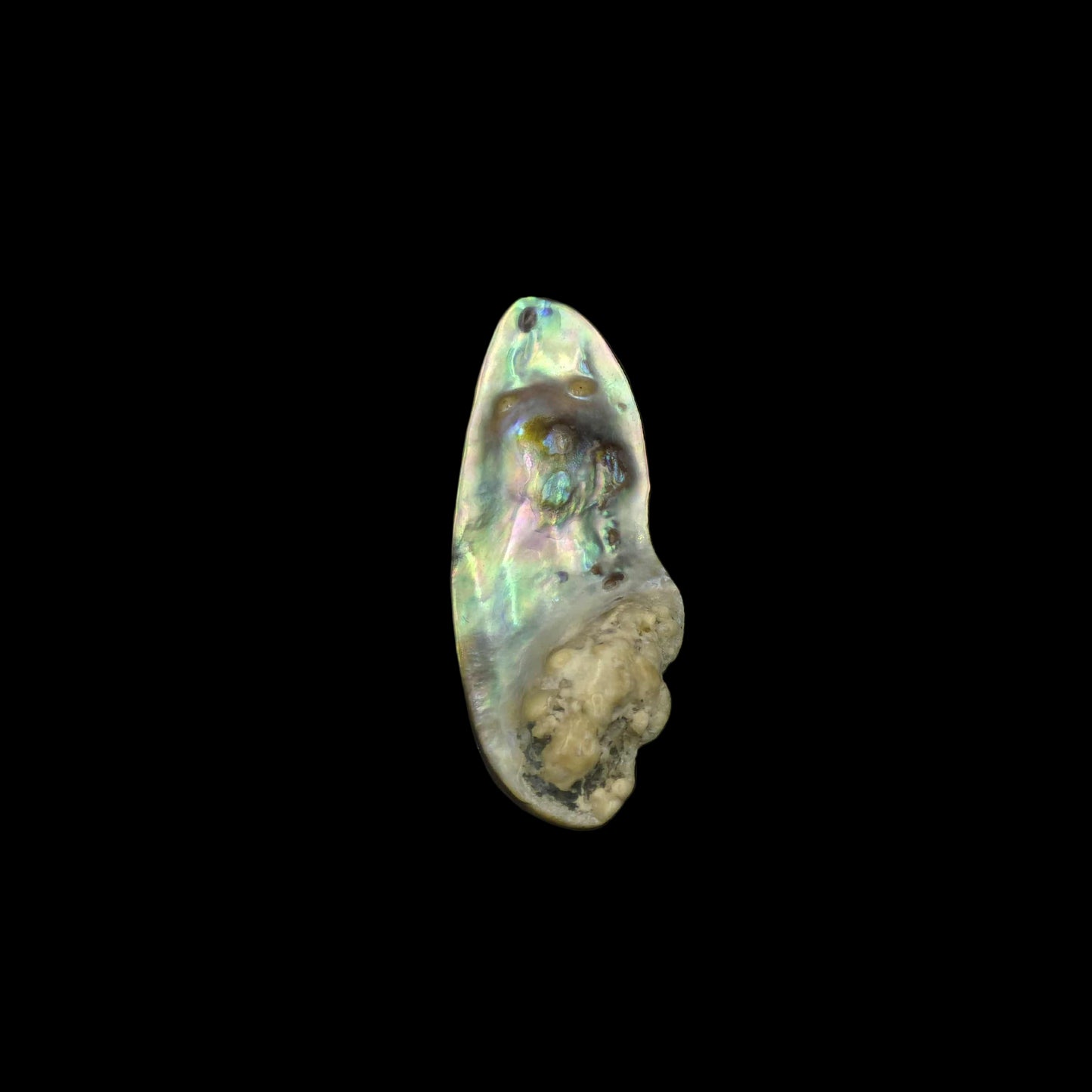 Wild Pāua Pearl Mabē