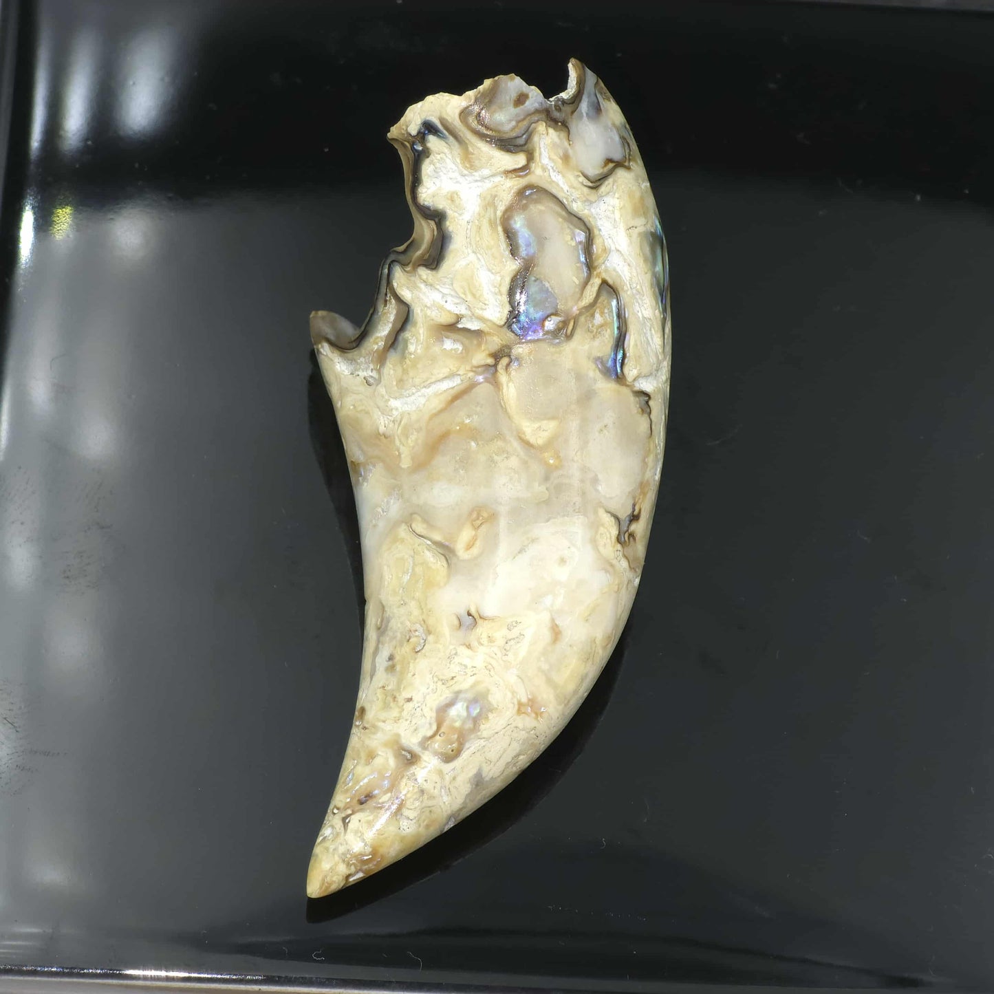 White Wild Pāua Pearl Mabē Horn (Solid).